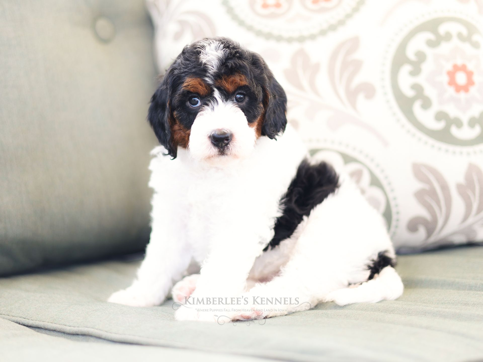 Miniature bernedoodle puppy, Therapy dog