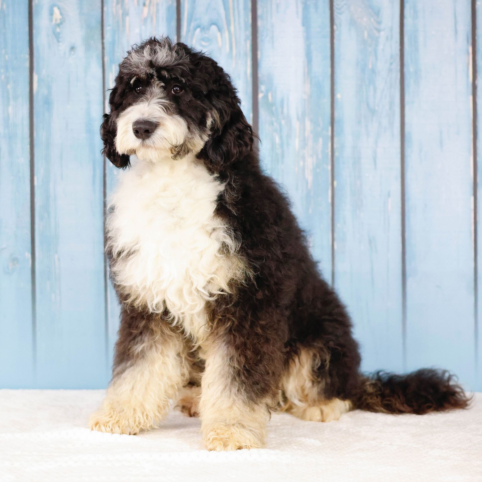 Fully matured mini bernedoodle sitting in front of a blue wall
