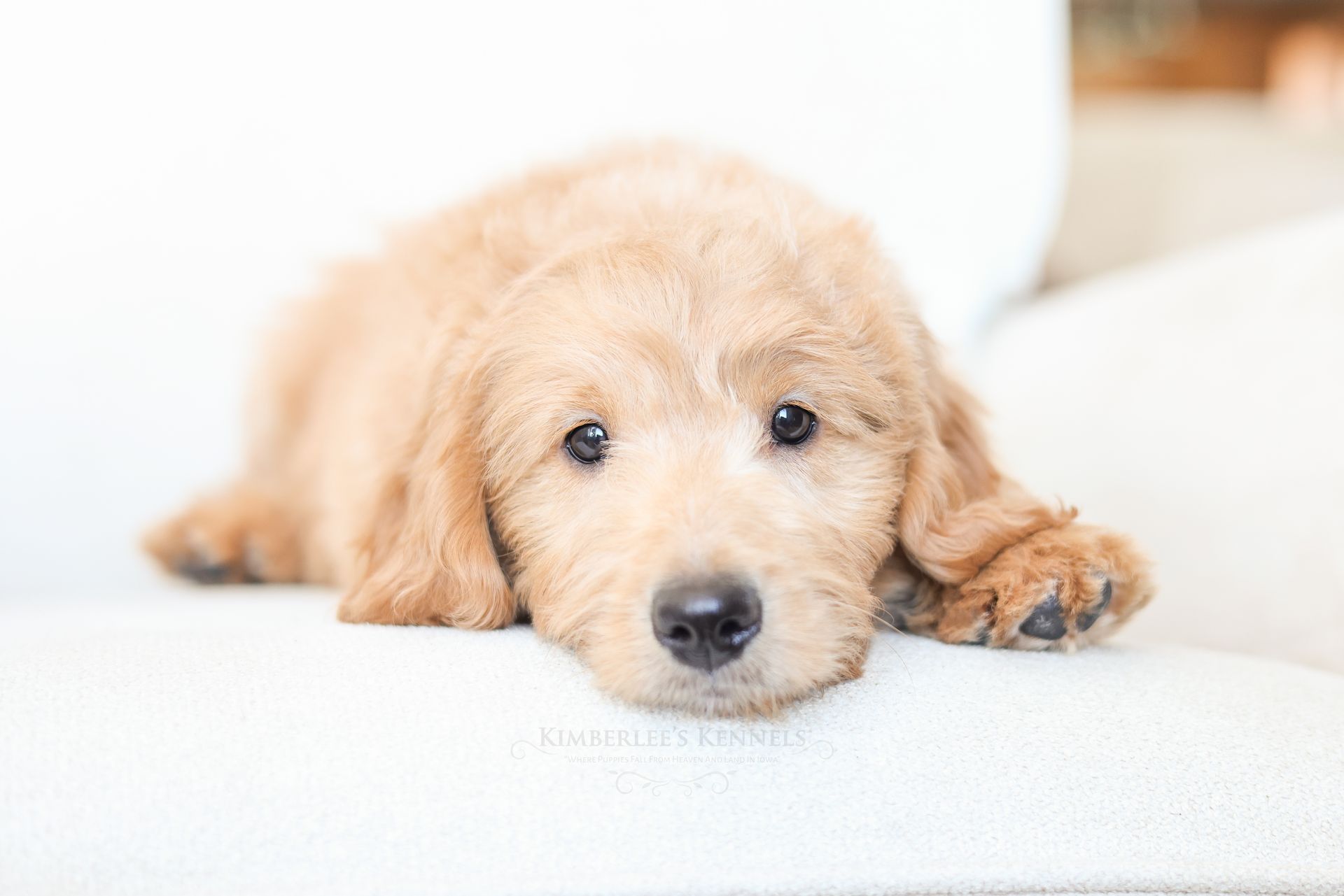 Mini Englishdoodle Puppy Laying on Couch