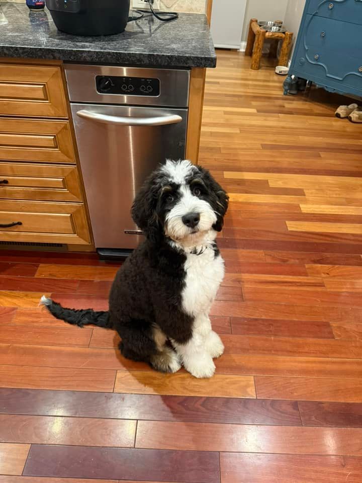 Furnished black and white ultra bernedoodle sitting in the kitchen