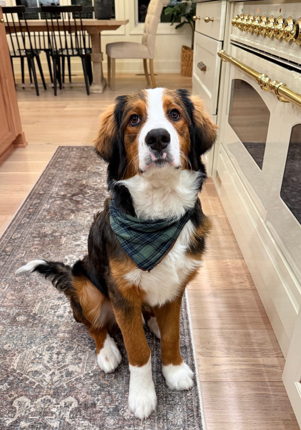 Brindle ultra bernedoodle adult sitting in the kitchen