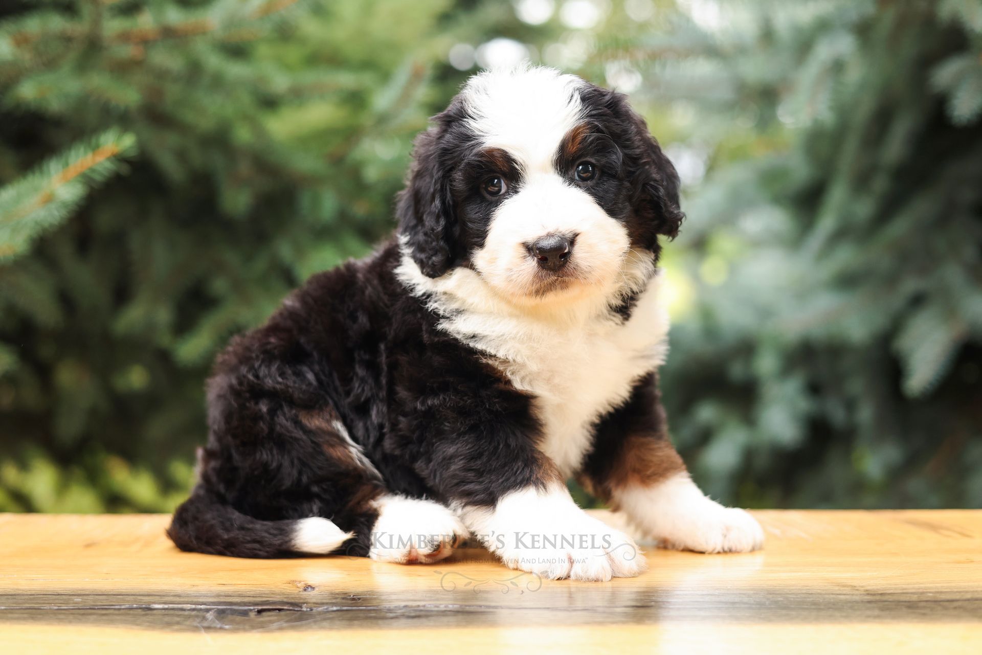 5 week old standard tricolor bernedoodle puppy with pine trees