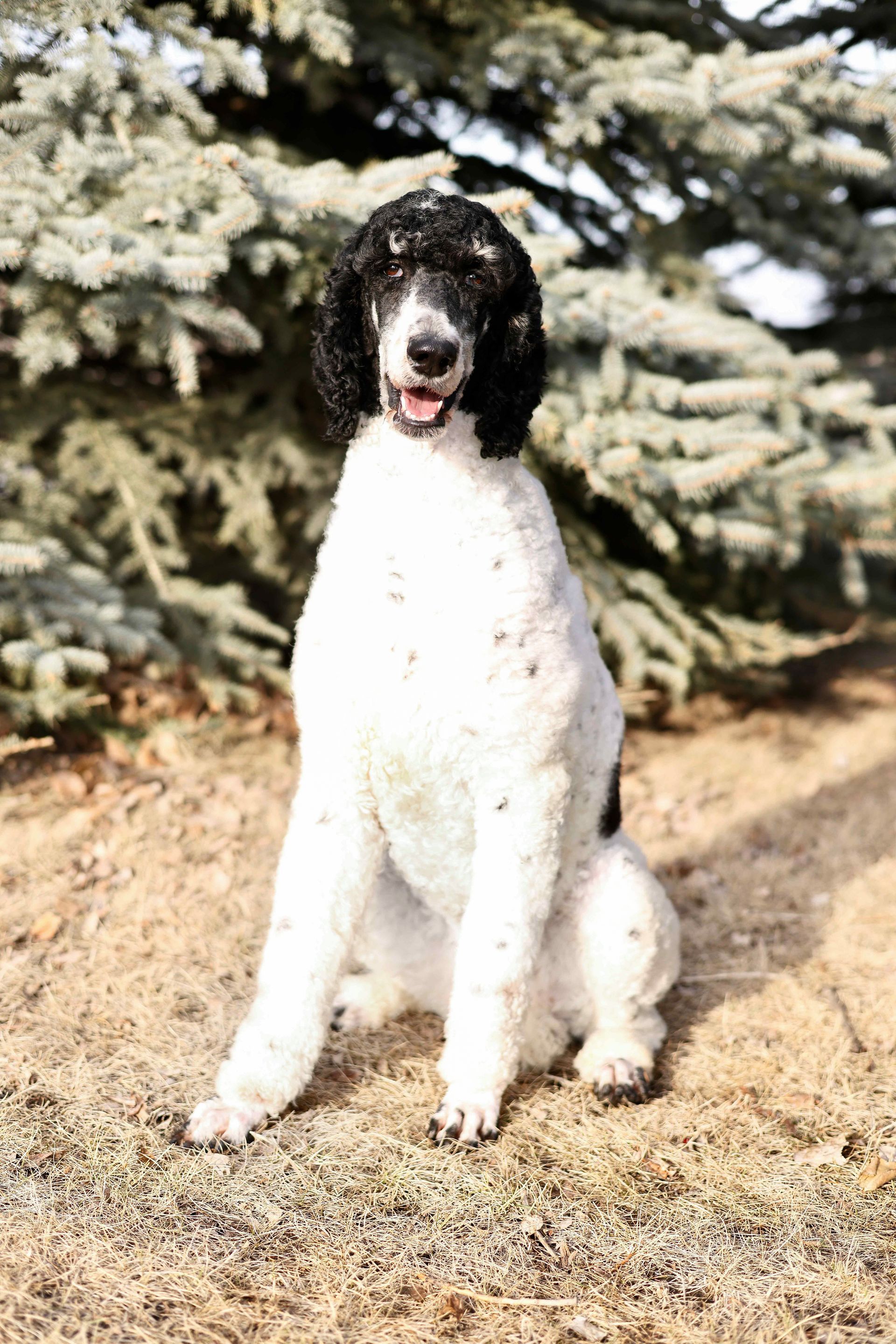 Black and white standard poodle smiling for a photo in front of trees