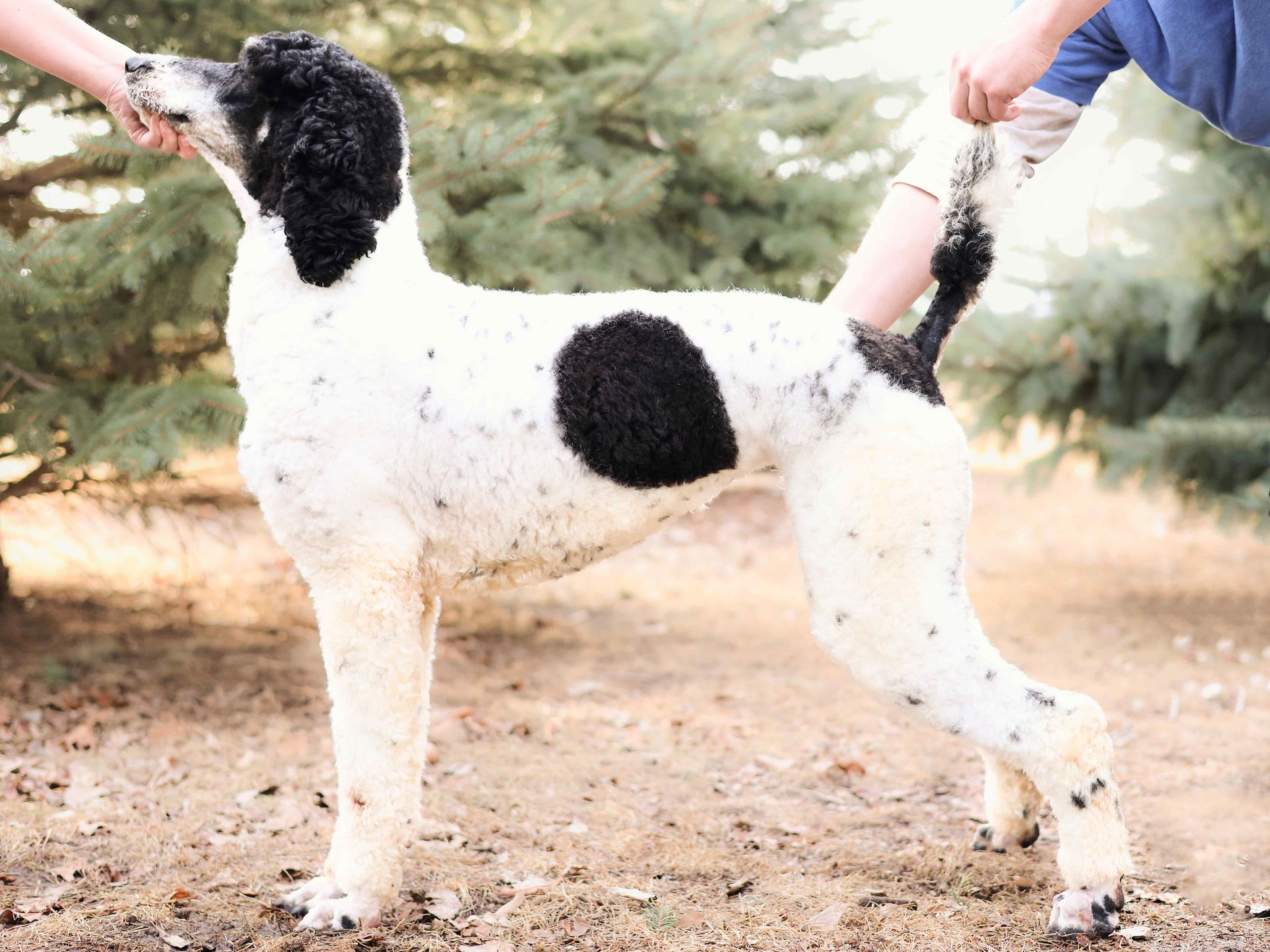 Stack photo of black and white female standard poodle