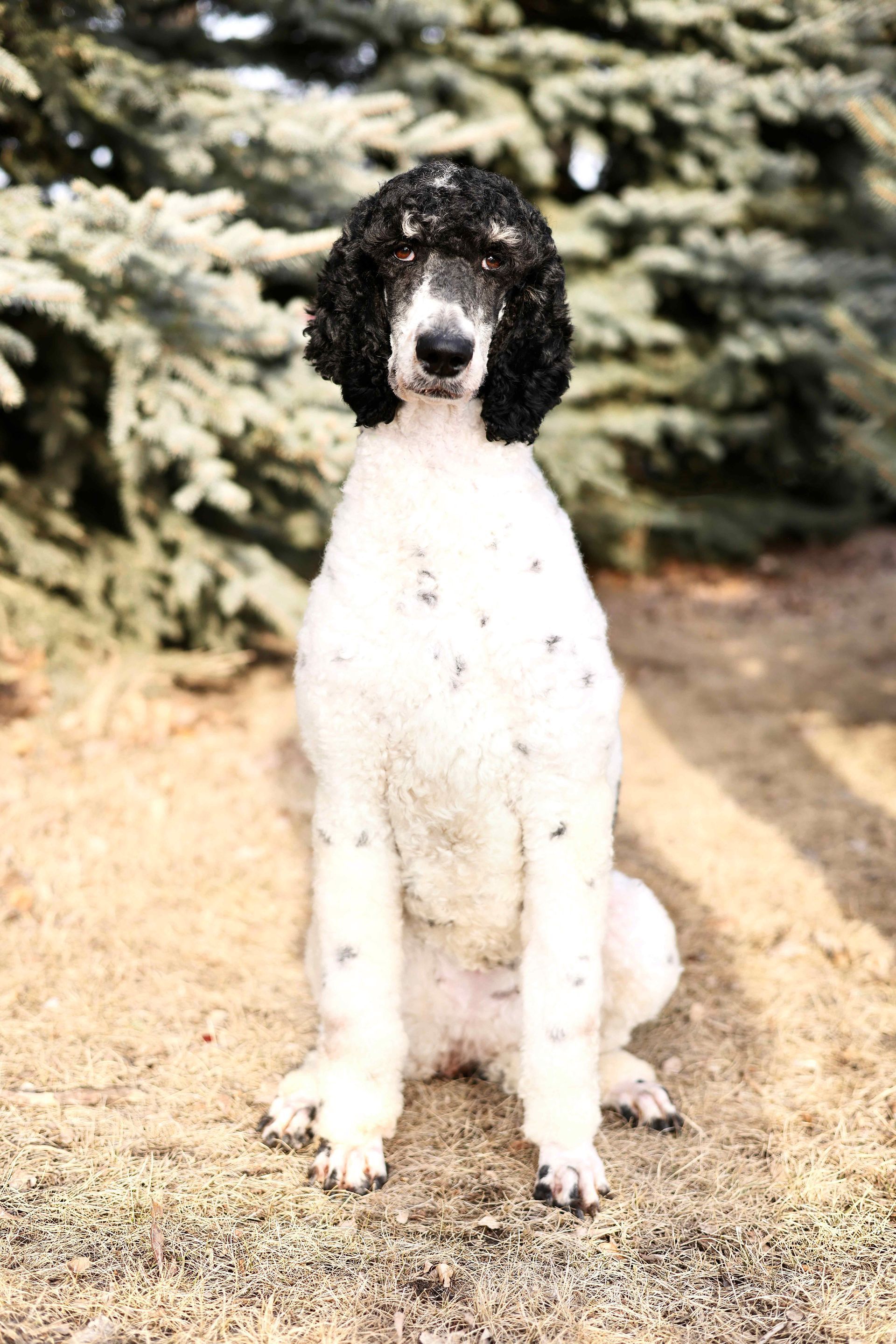 black and white standard poodle posing in front of pine trees
