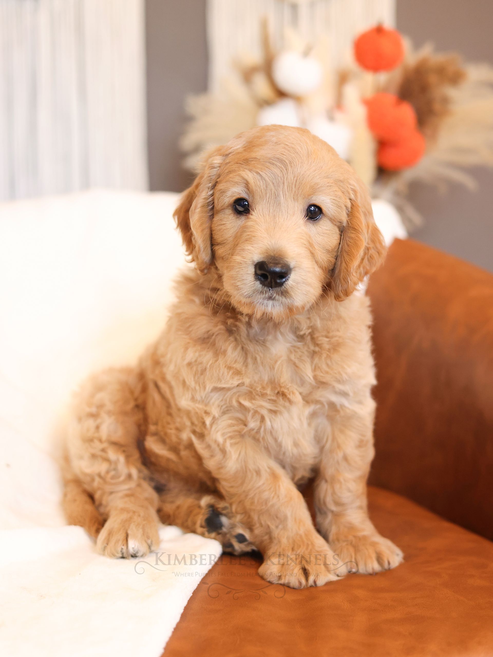 eight week old mini englishdoodle sitting on a chair