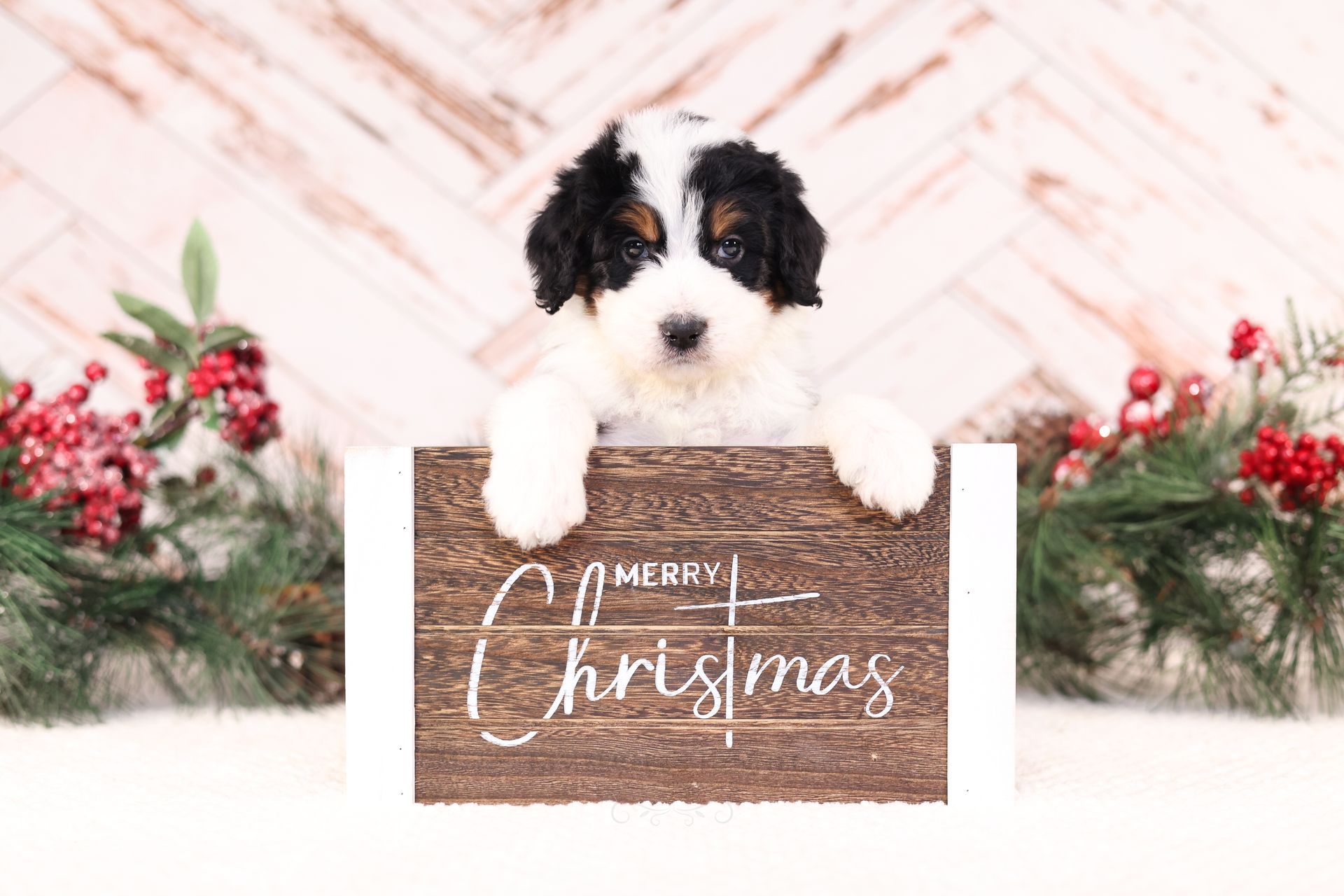 Therapy dog puppies, standard size tri-colored bernedoodle puppy
