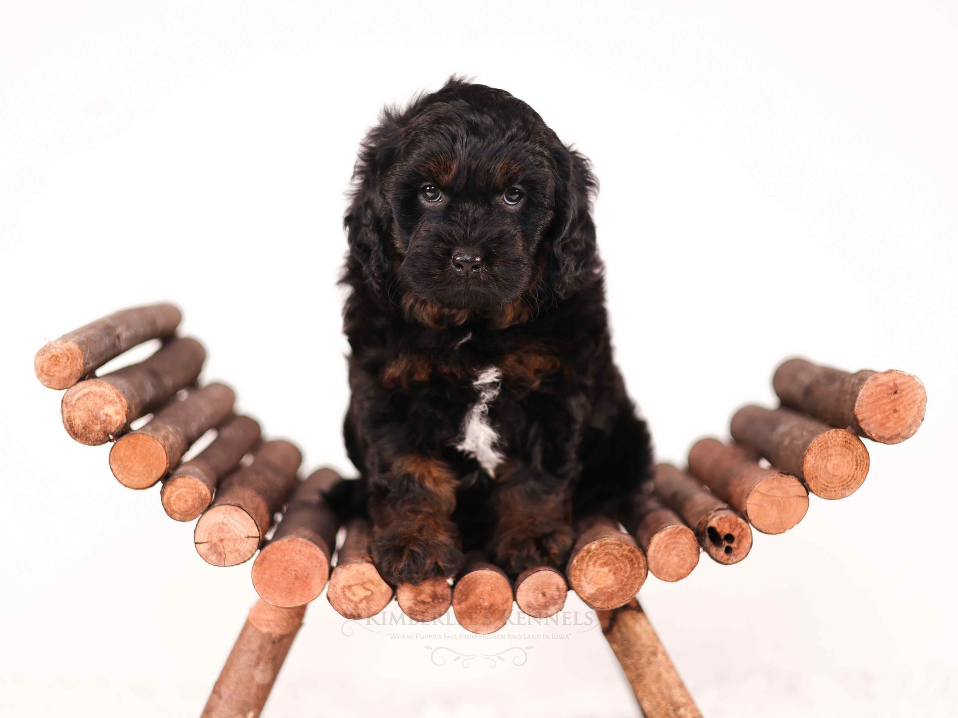 Black and copper miniature bernedoodle puppy sitting on wooden structure