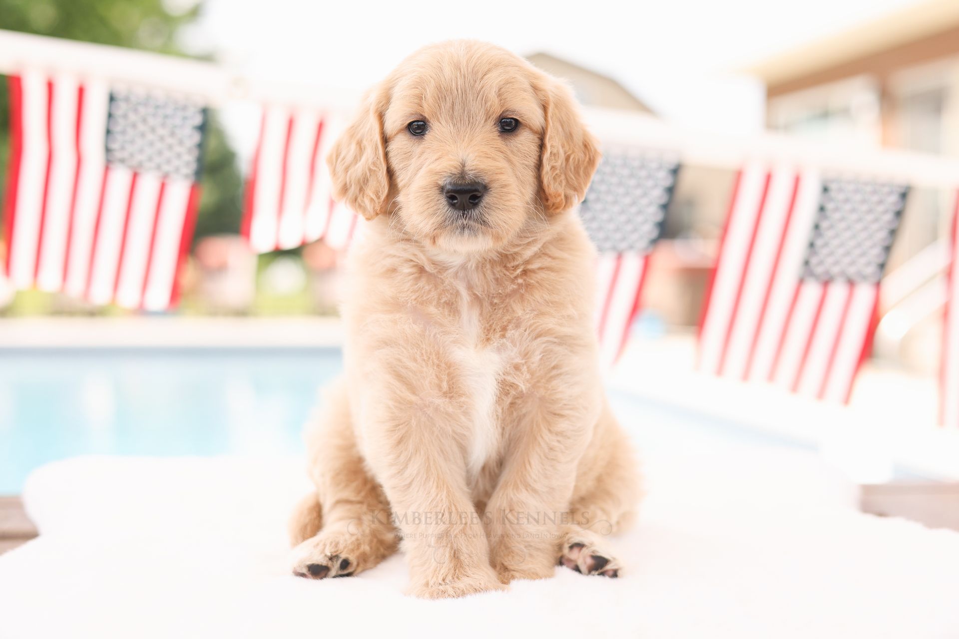 Standard englishdoodle puppy with white patches and flags in the background