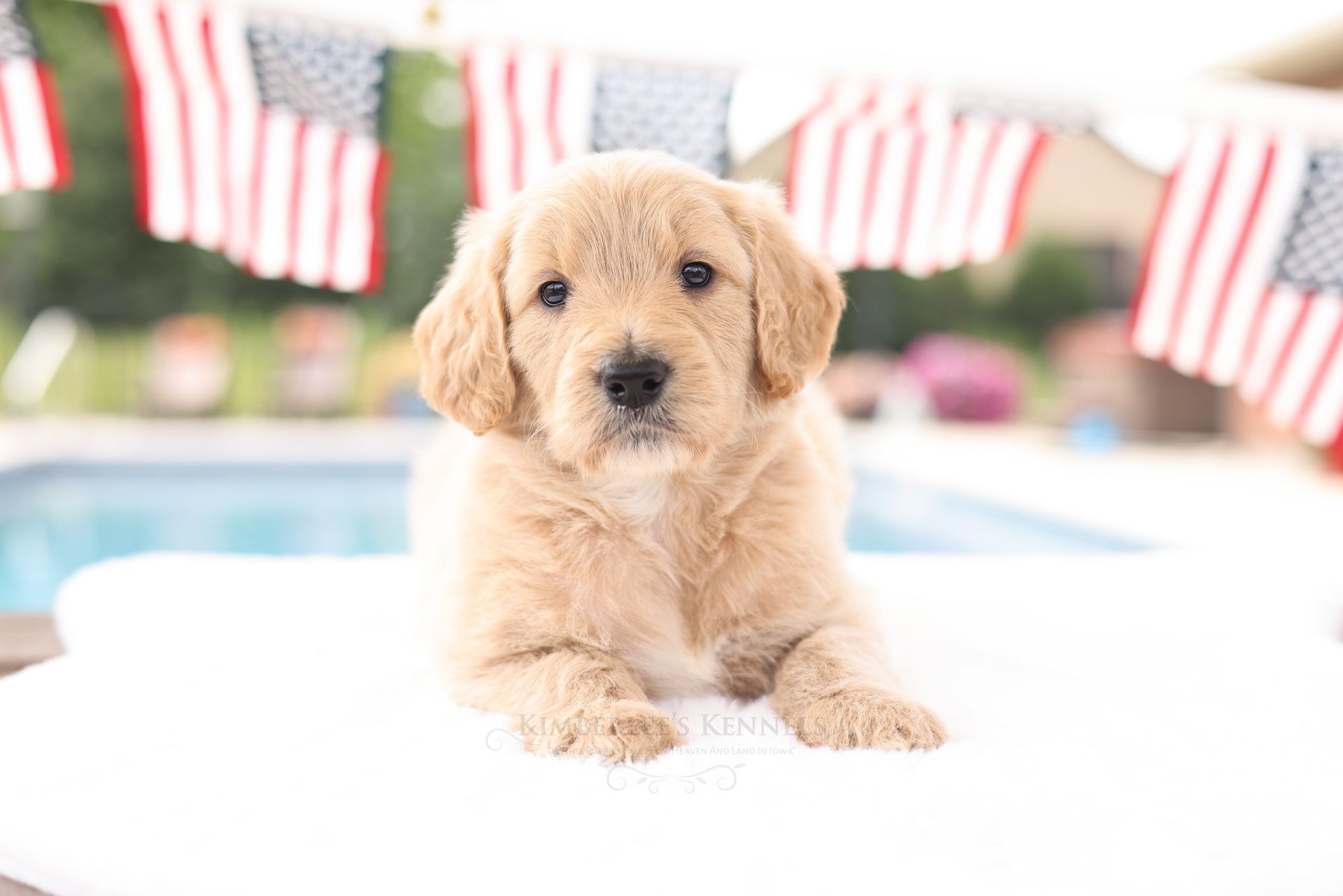 five week old cream colored standard englishdoodle with american flag in the back