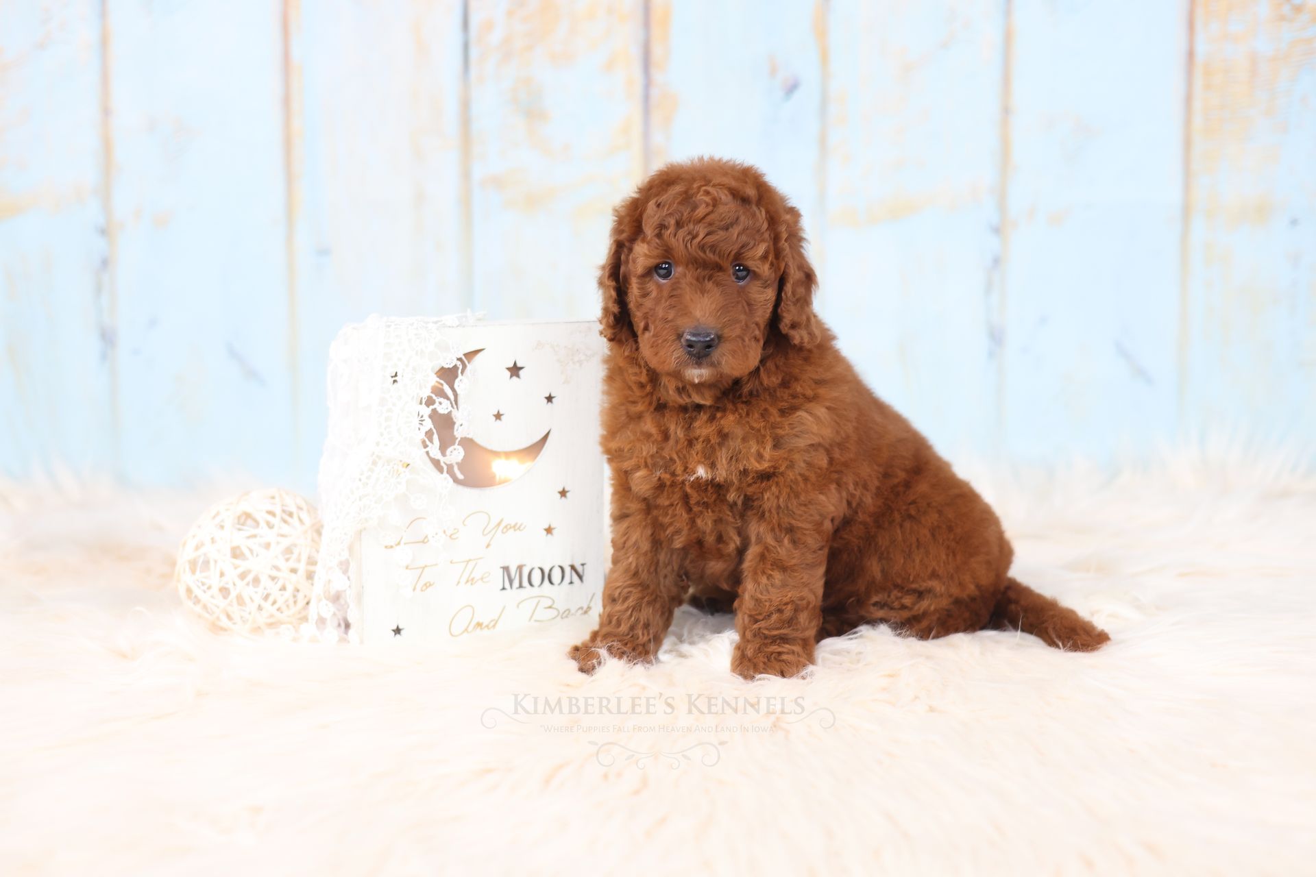 Five week old mini goldendoodle puppy sitting next to a decorative sign