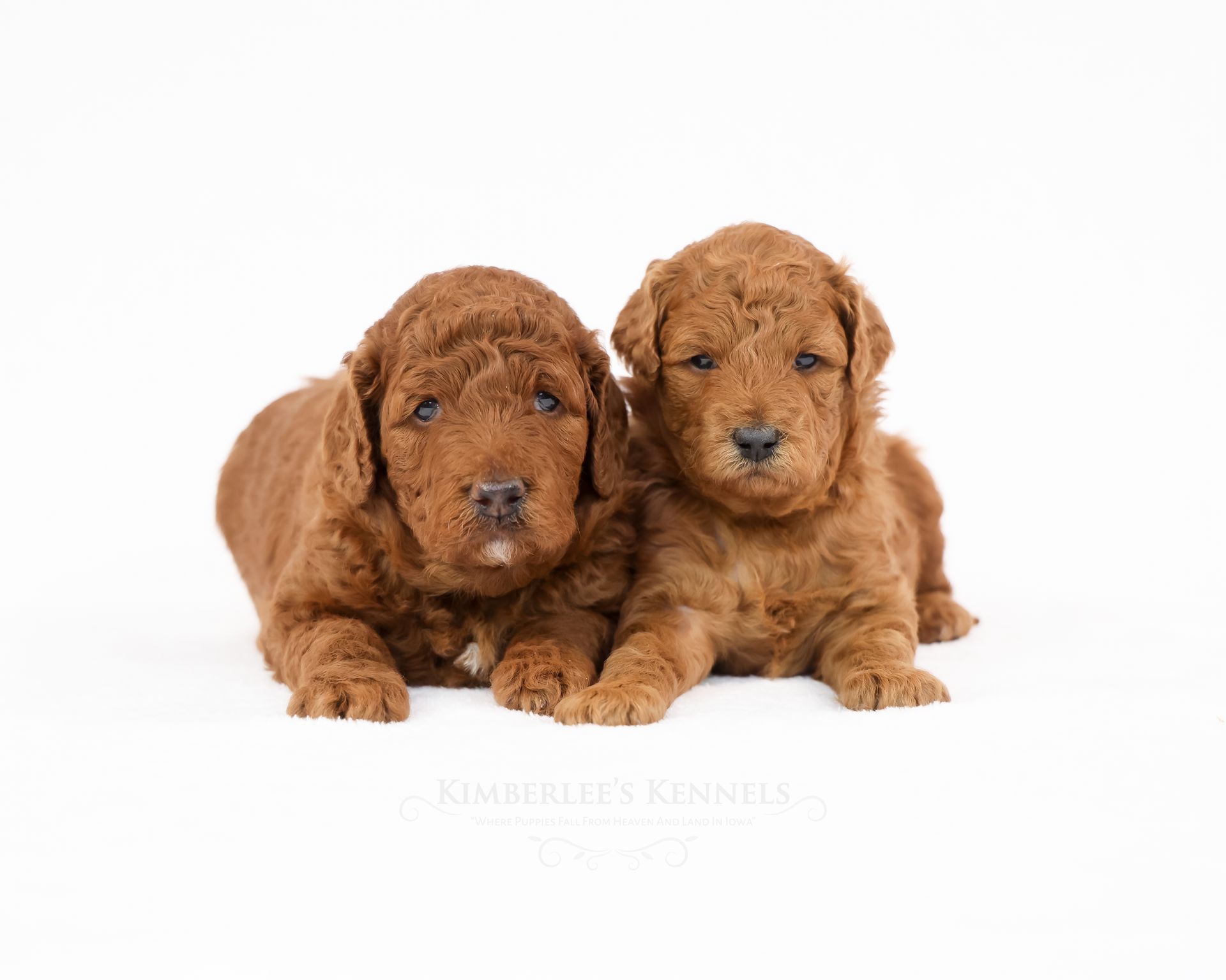 two mini goldendoodle puppies laying in front of a white background