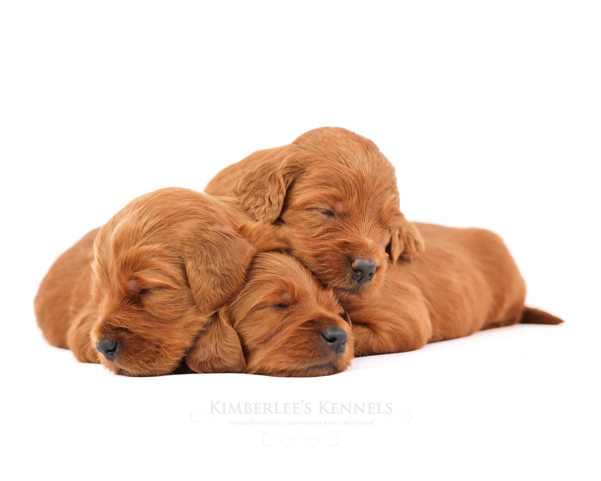 Three newborn goldendoodle puppies cuddling with white background