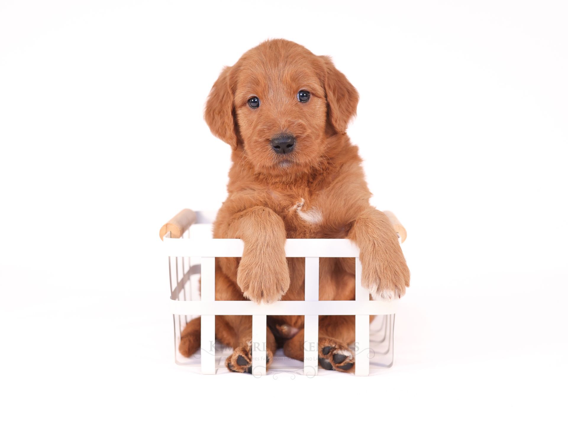 standard goldendoodle puppy sitting in white basket