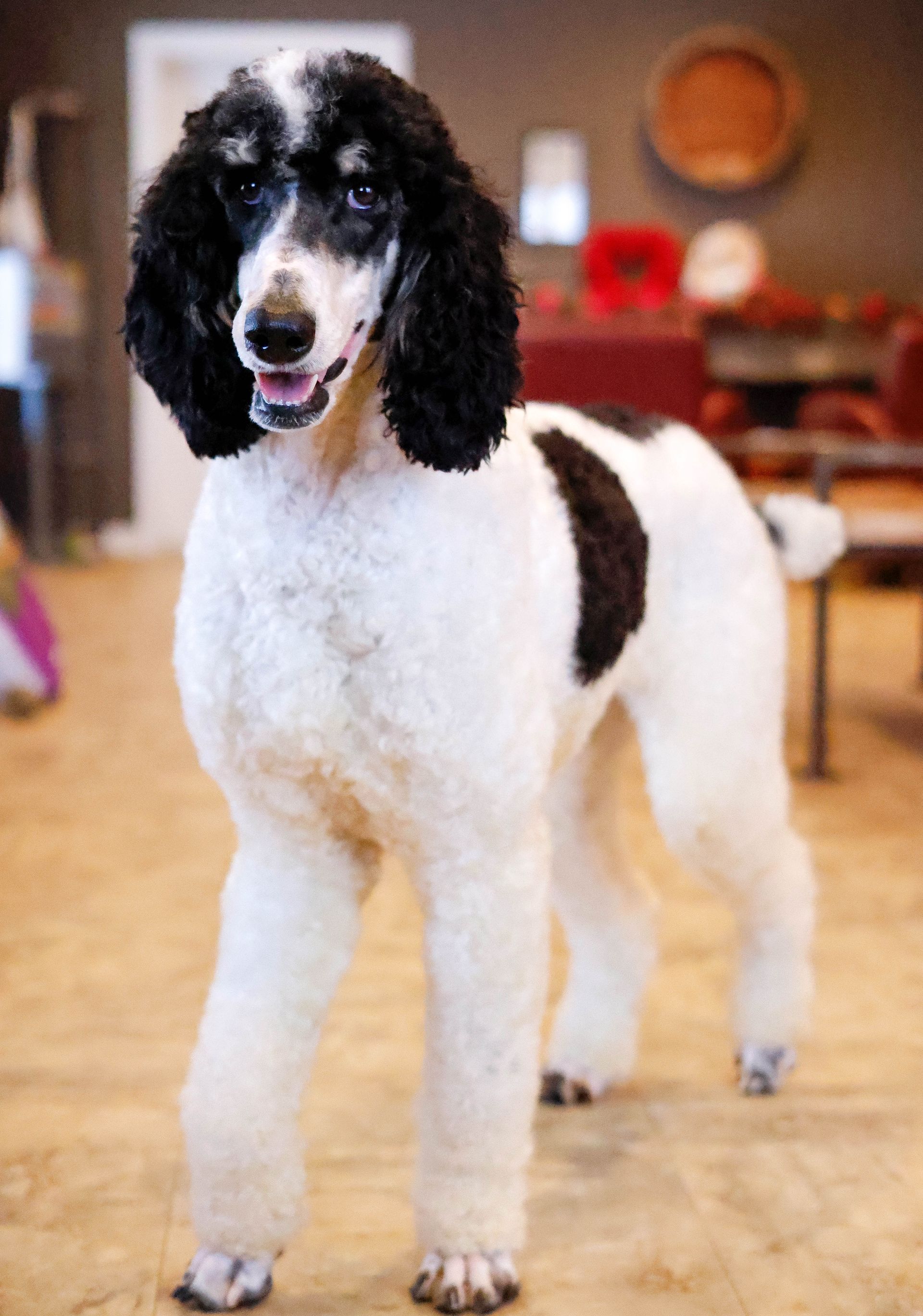 AKC standard parti poodle, health tested pedigree