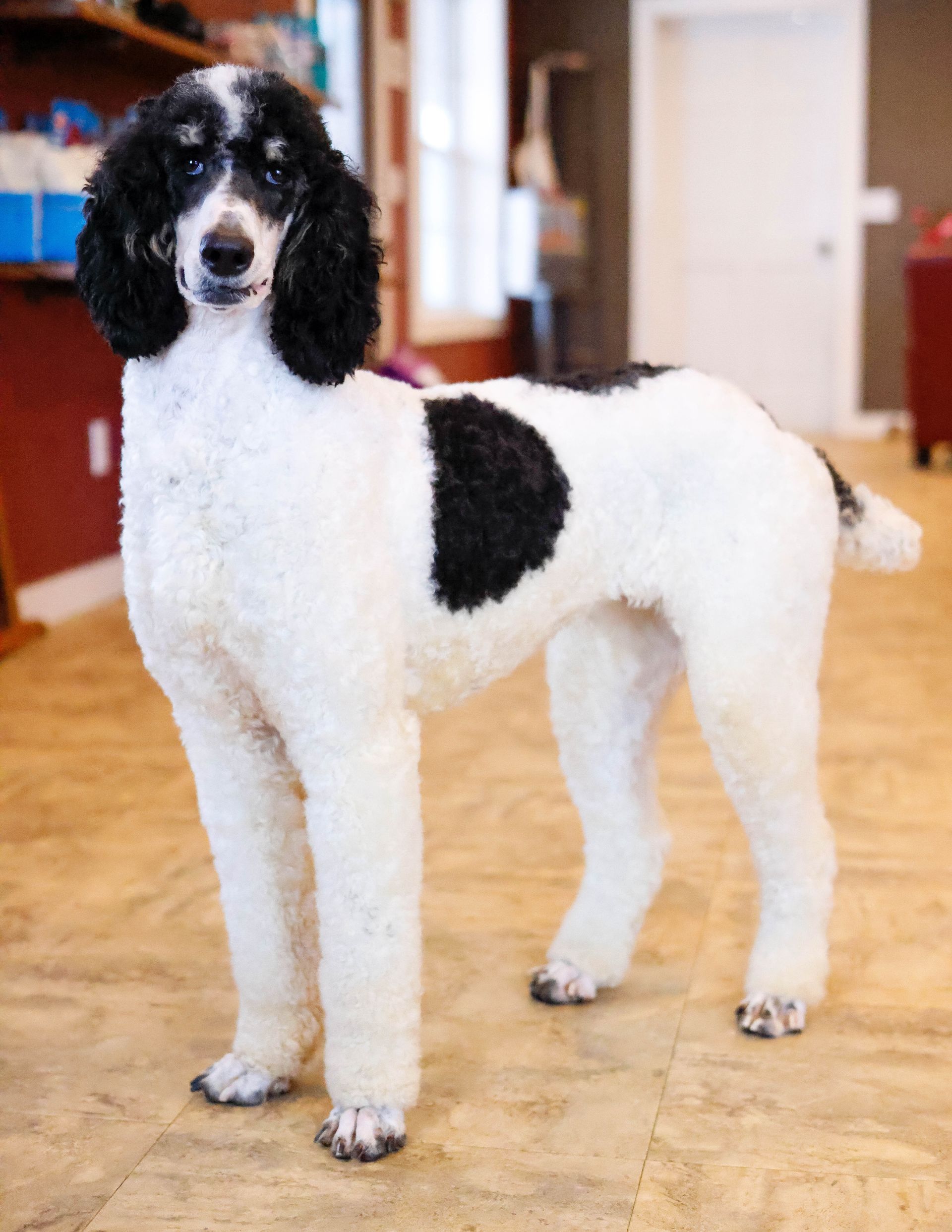 AKC standard parti poodle, health tested pedigree