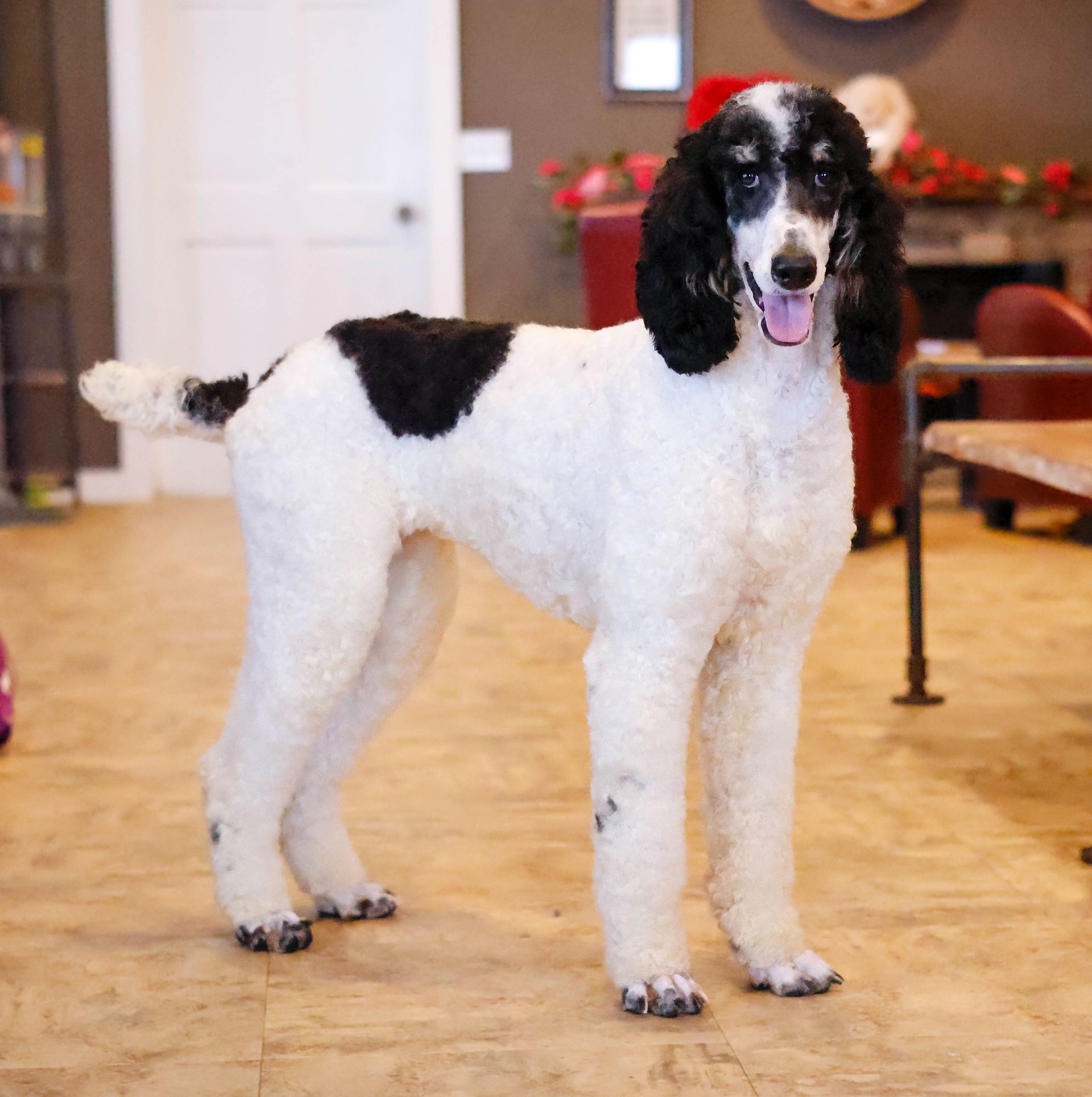 AKC standard parti poodle, health tested pedigree