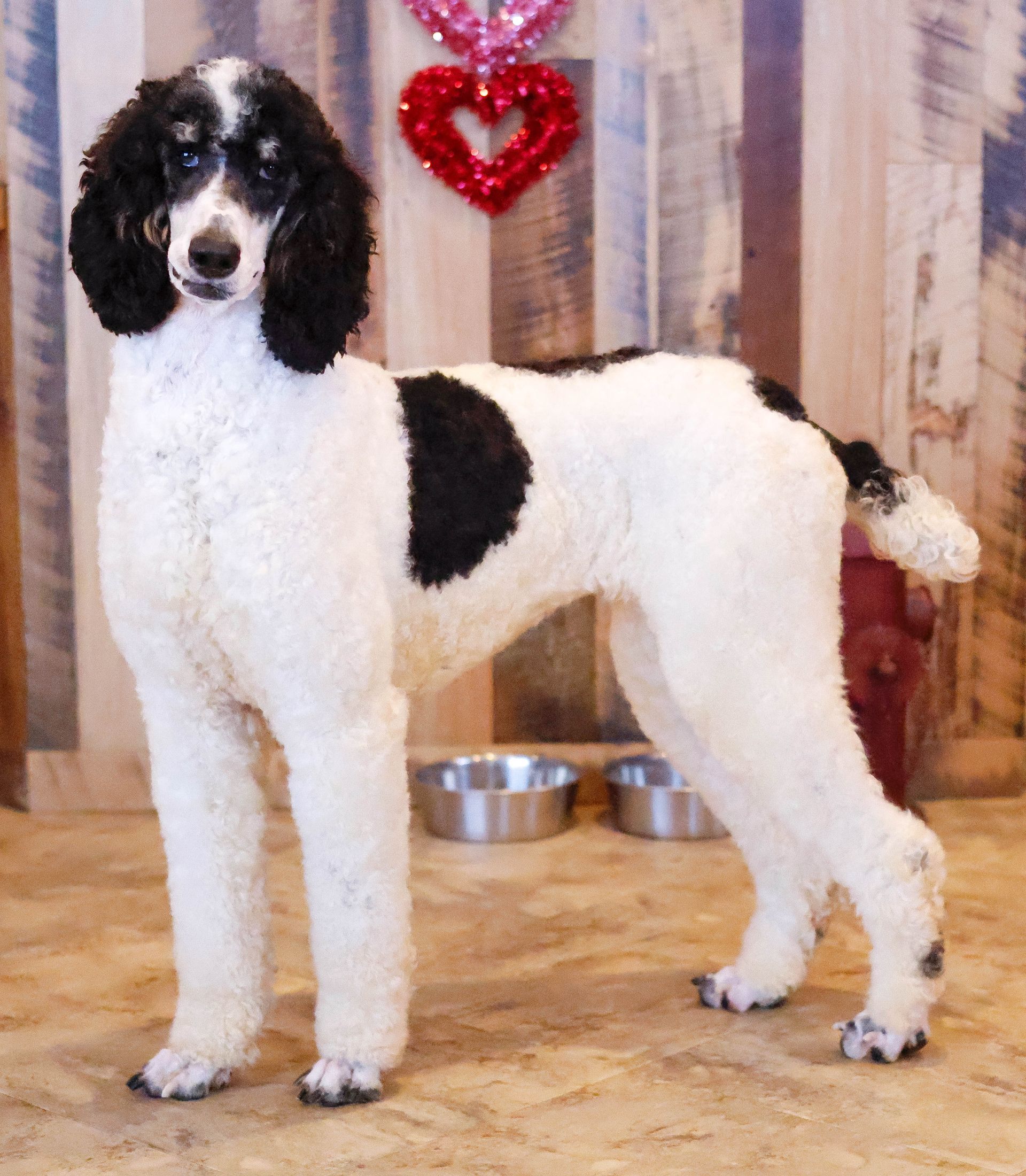 AKC standard parti poodle, health tested pedigree