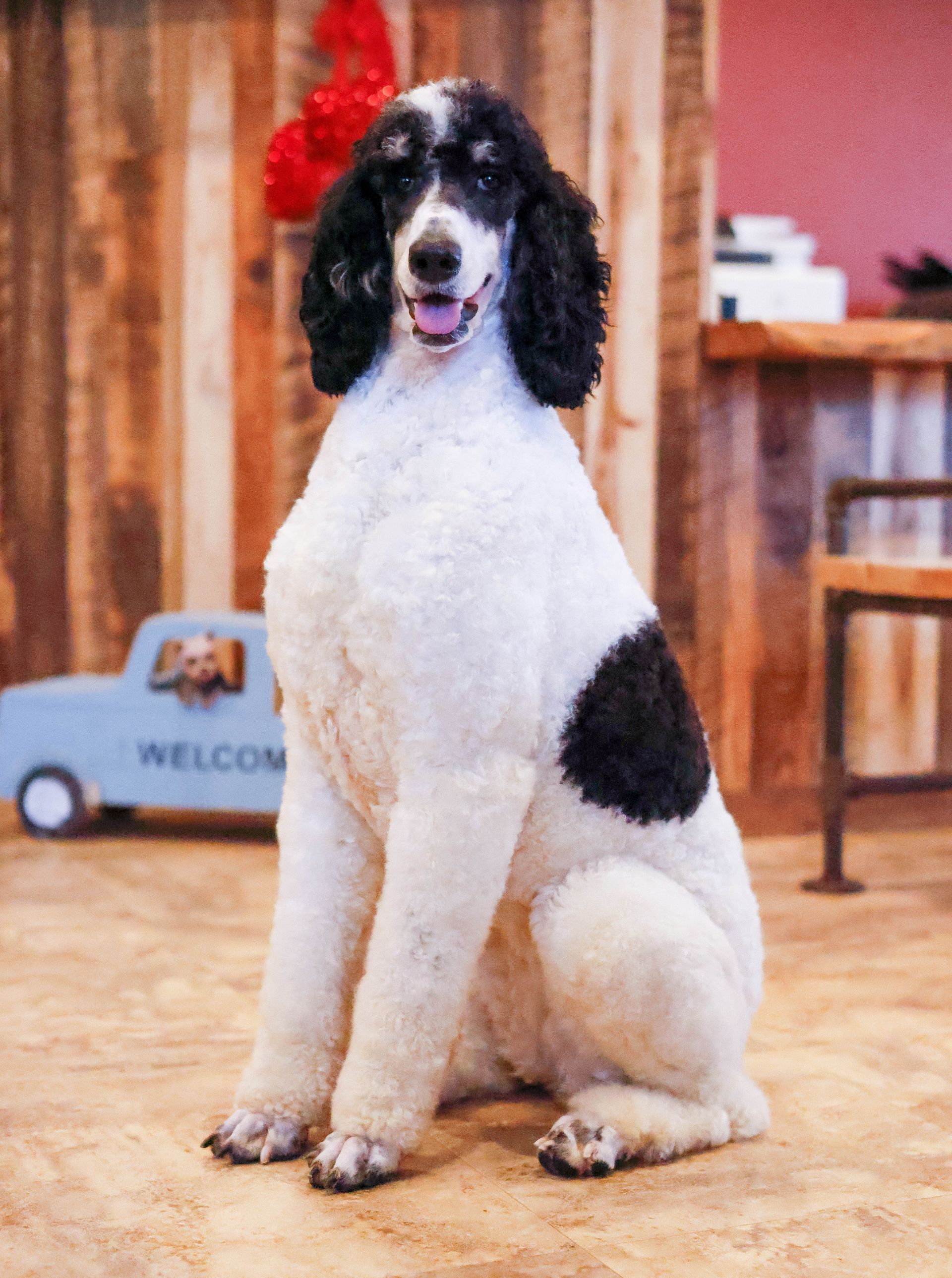 AKC standard parti poodle, health tested pedigree