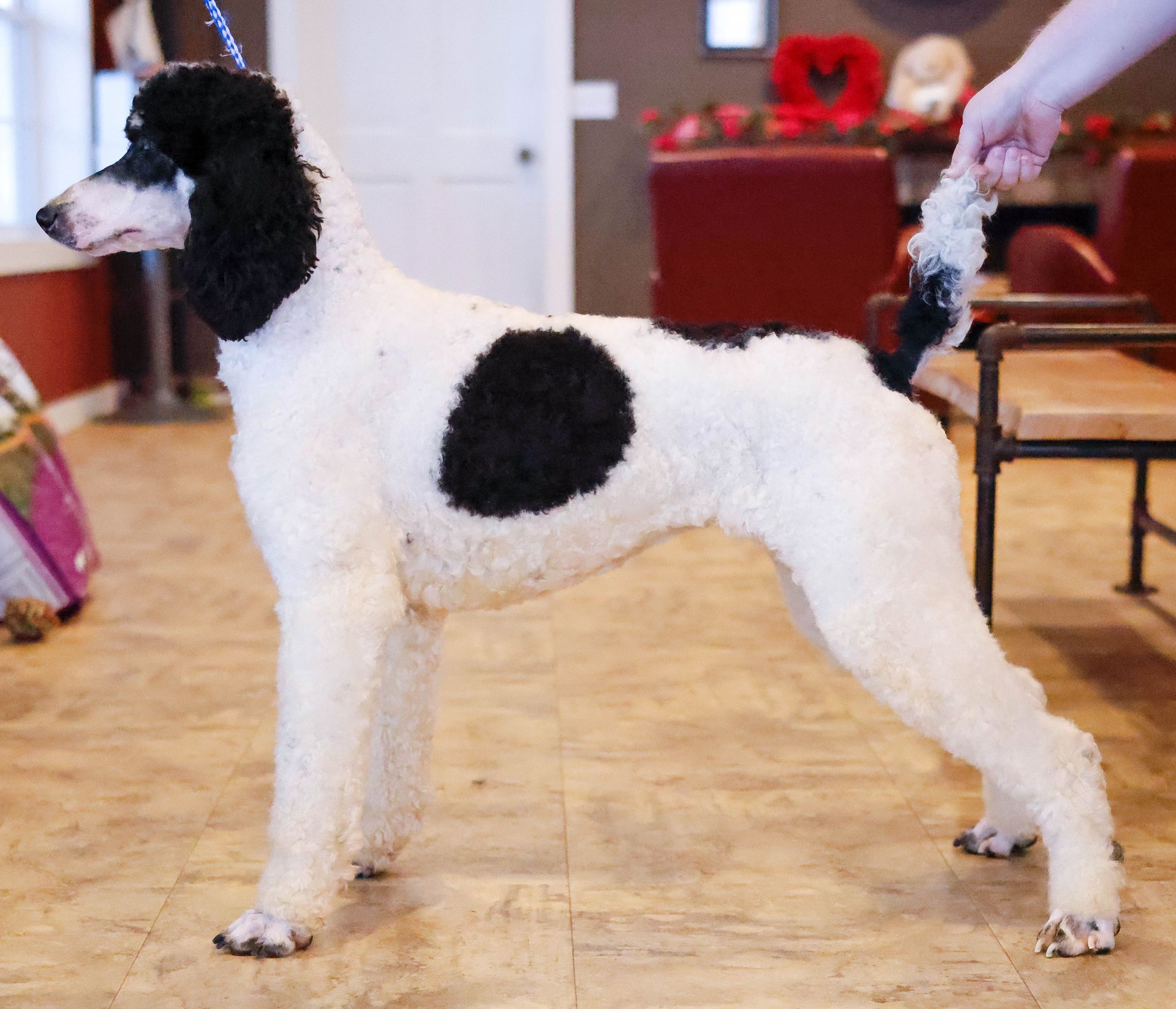 Stacked portrait AKC standard parti poodle, health tested pedigree