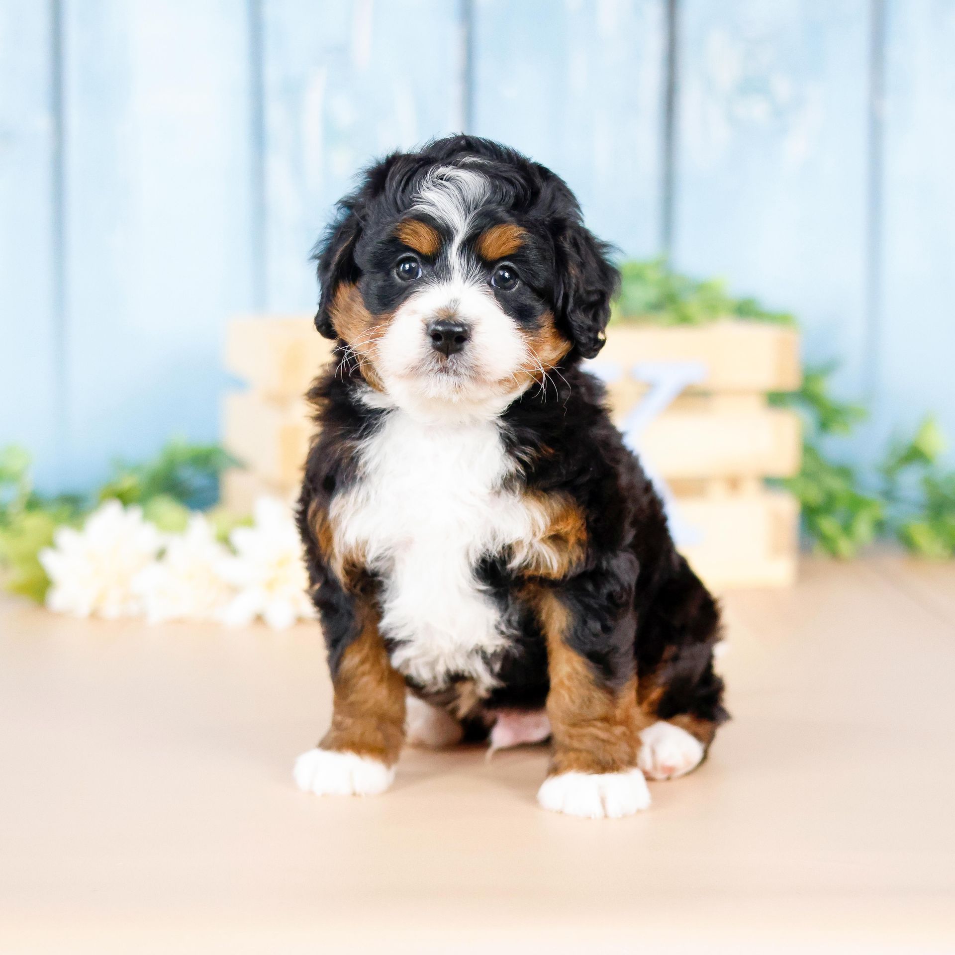 miniature tricolor 3 week old bernedoodle puppy with blue wood background