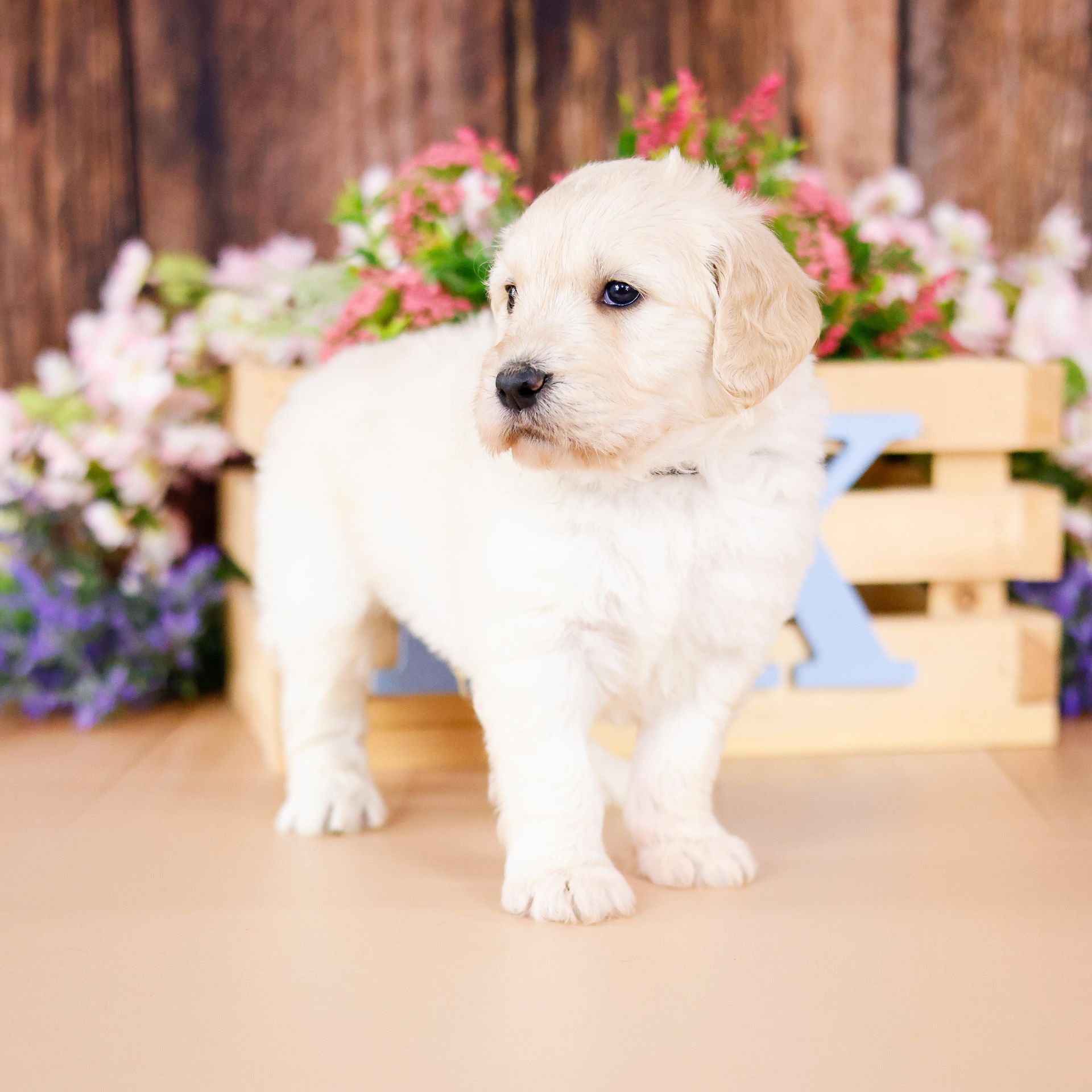 Five week old englishdoodle puppy with wooden background and flowers