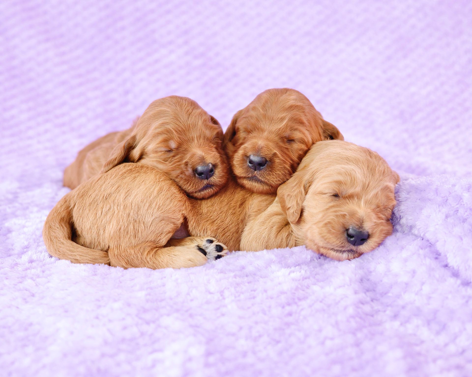 three newborn standard goldendoodle puppies cuddling on a purple blanket