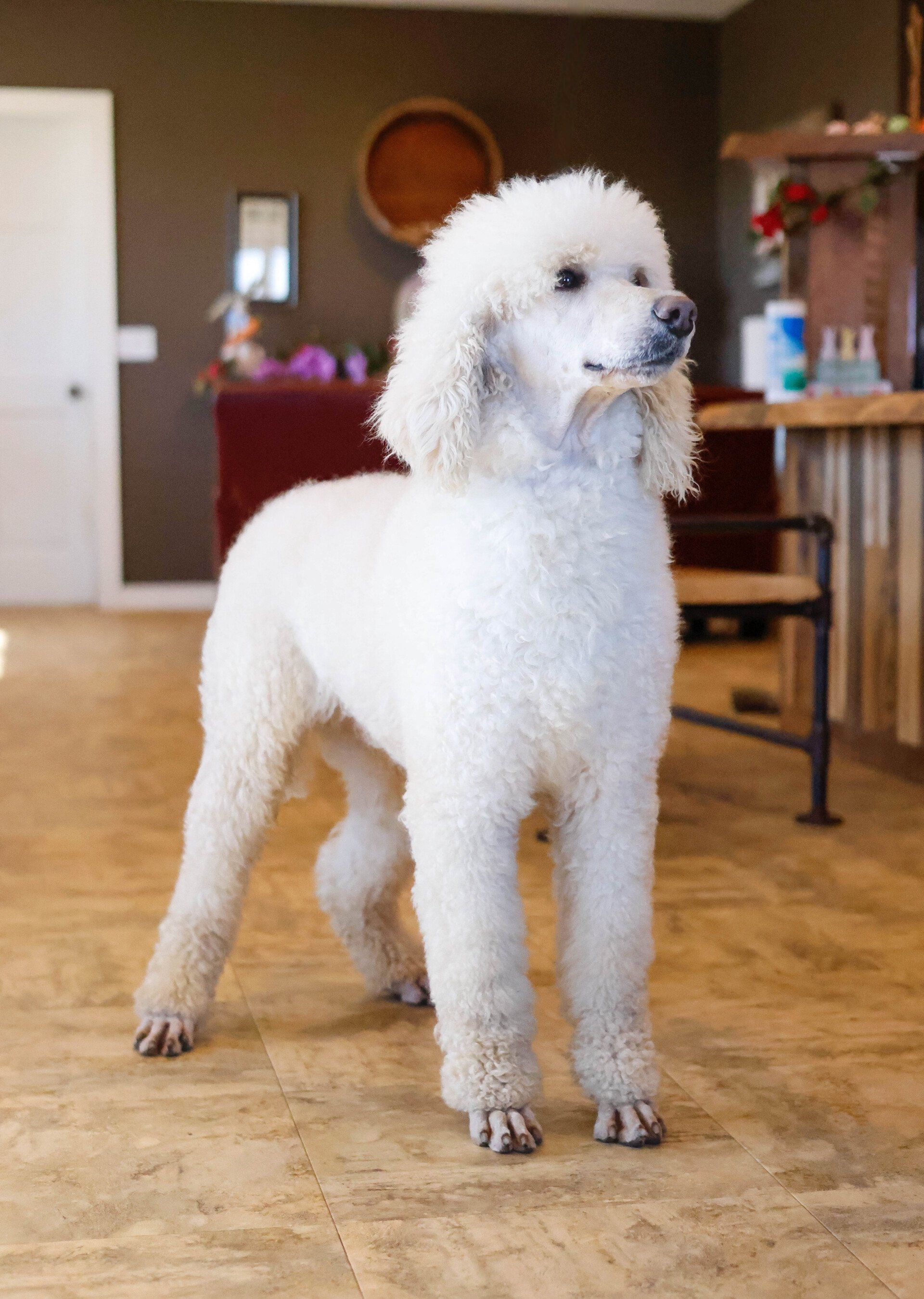 White poodle playing in office