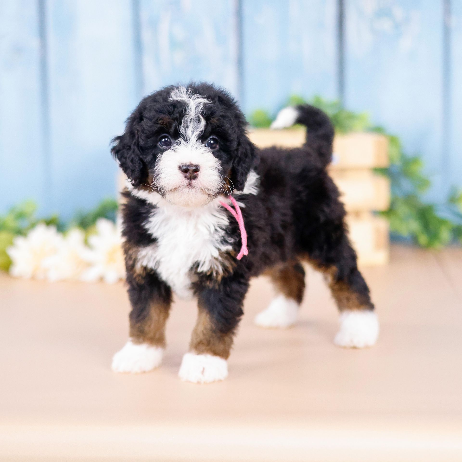 tiny bernedoodle puppy with wooden background