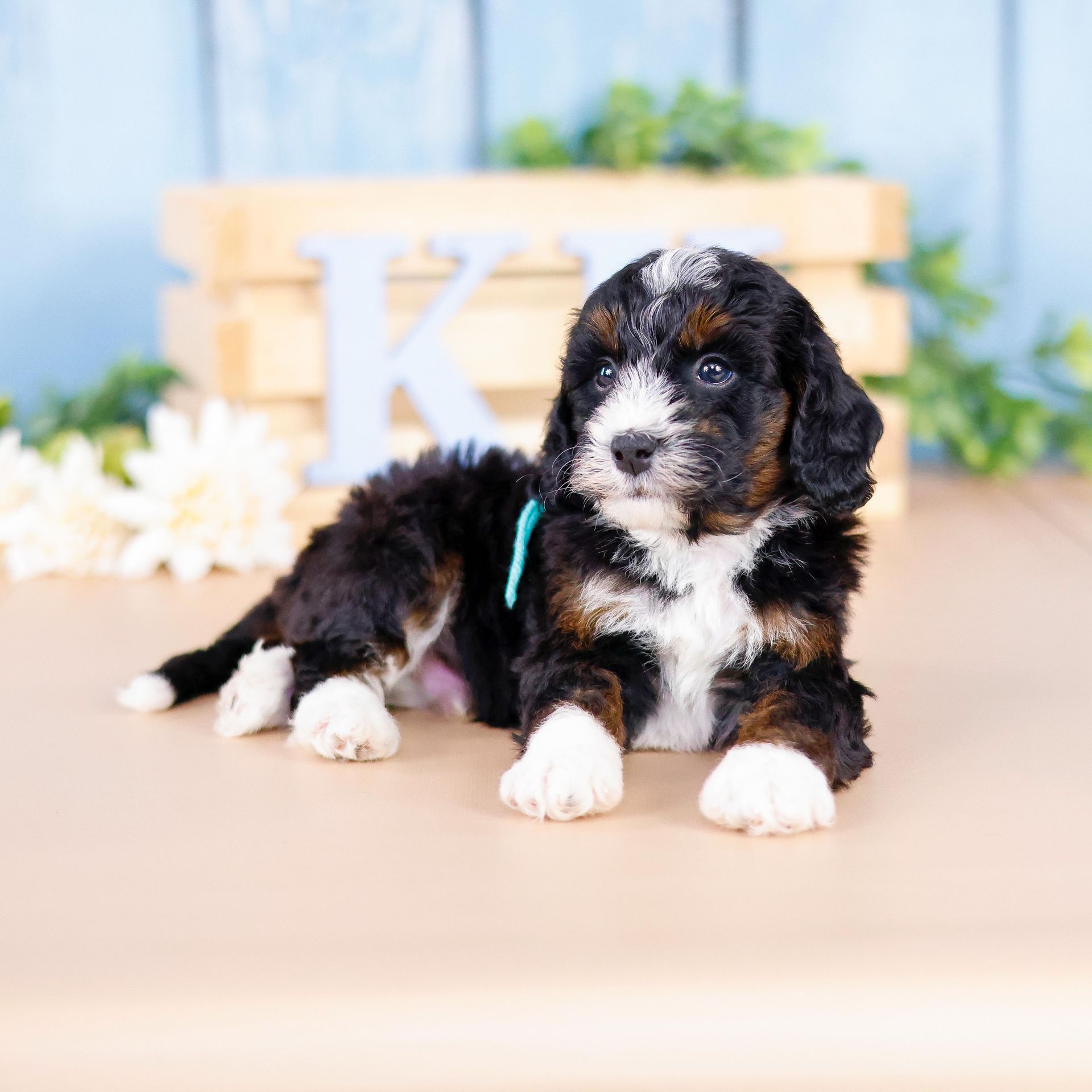 5 week old miniature tricolor bernedoodle puppy