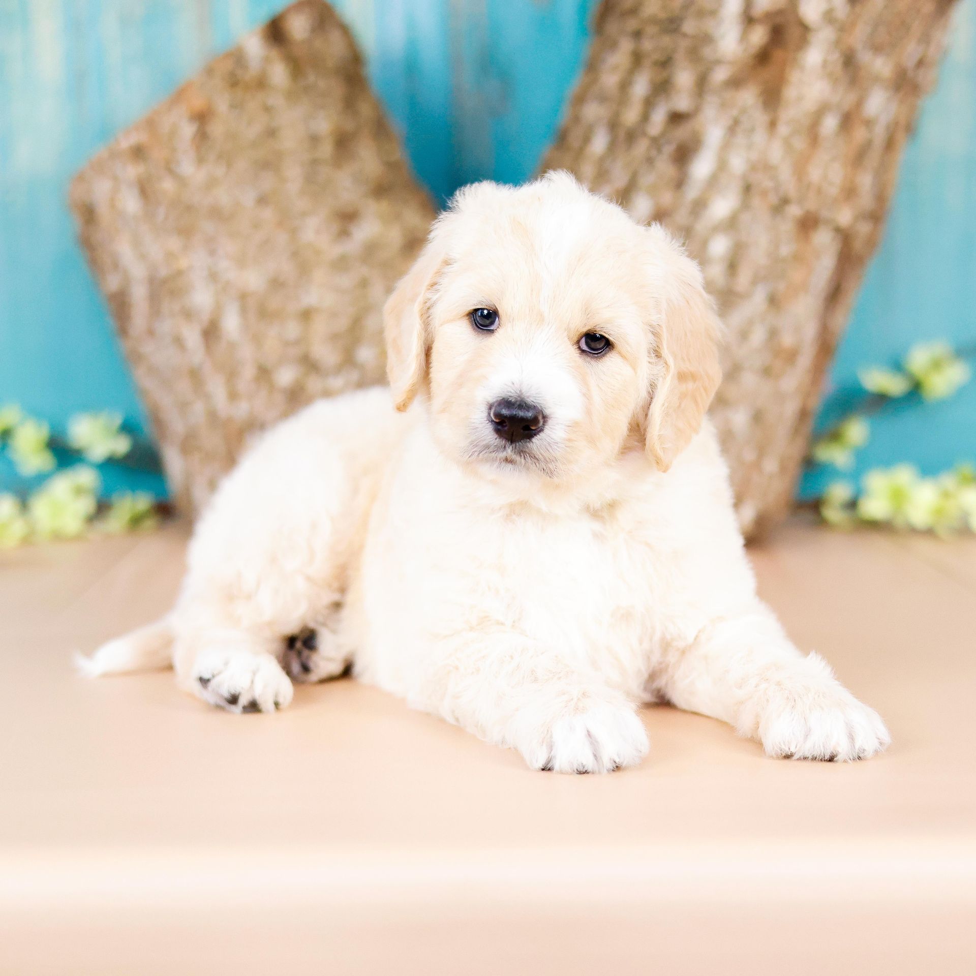 five week old englishdoodle puppy with blue background