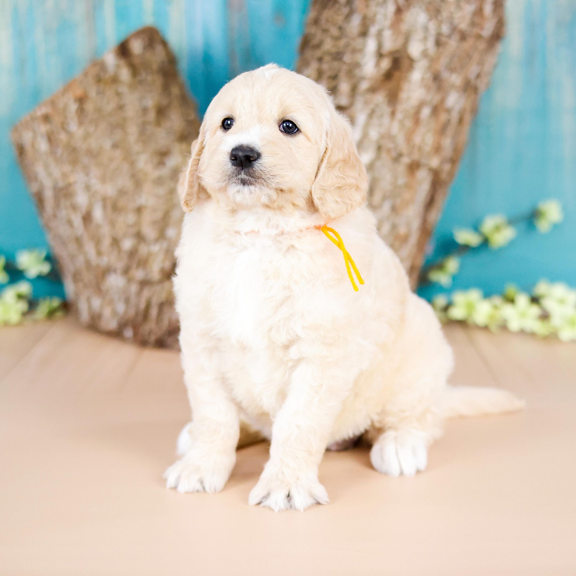 five week old englishdoodle puppy with a tree in the background