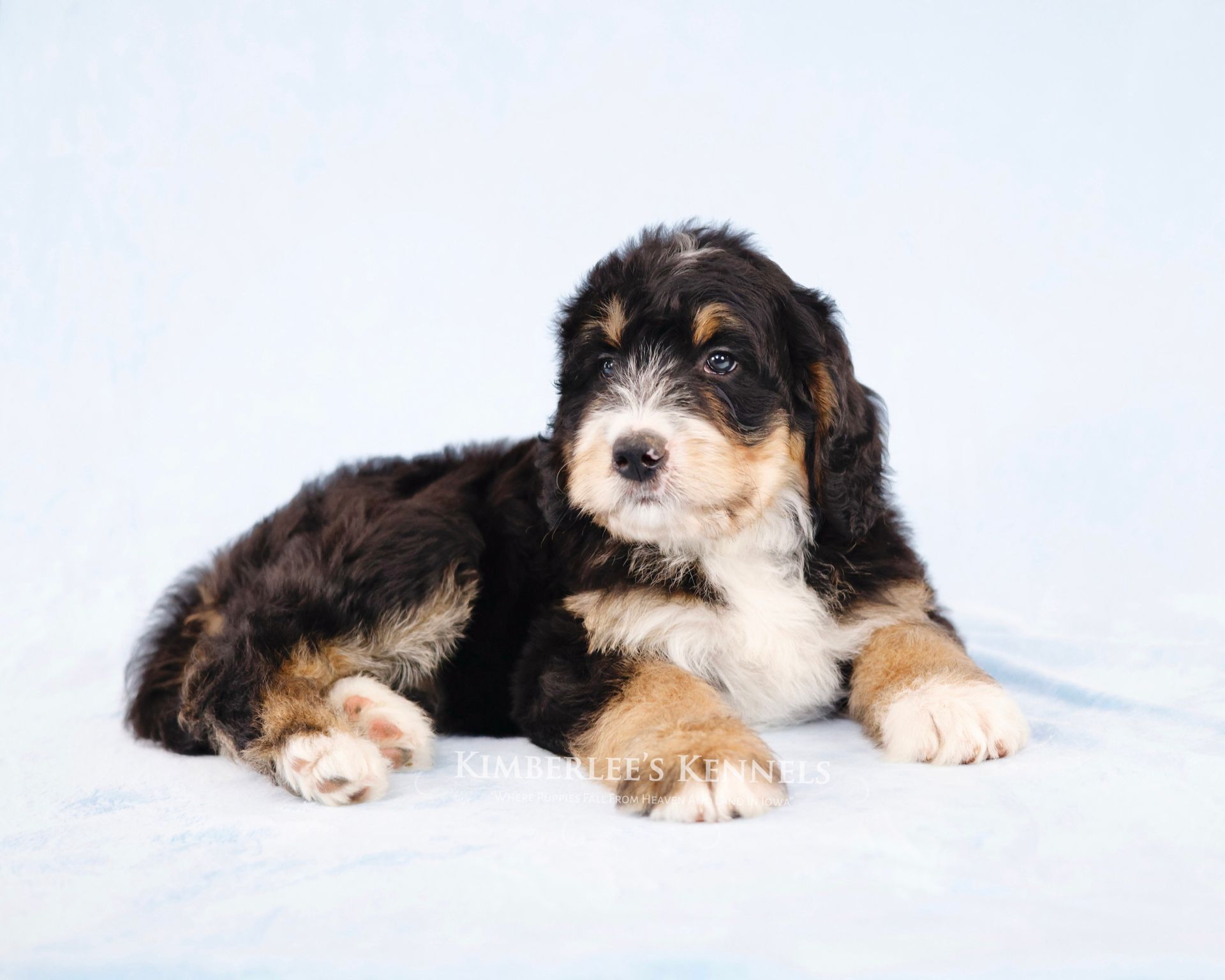 six week old standard tricolor bernedoodle puppy laying on a blue blanket