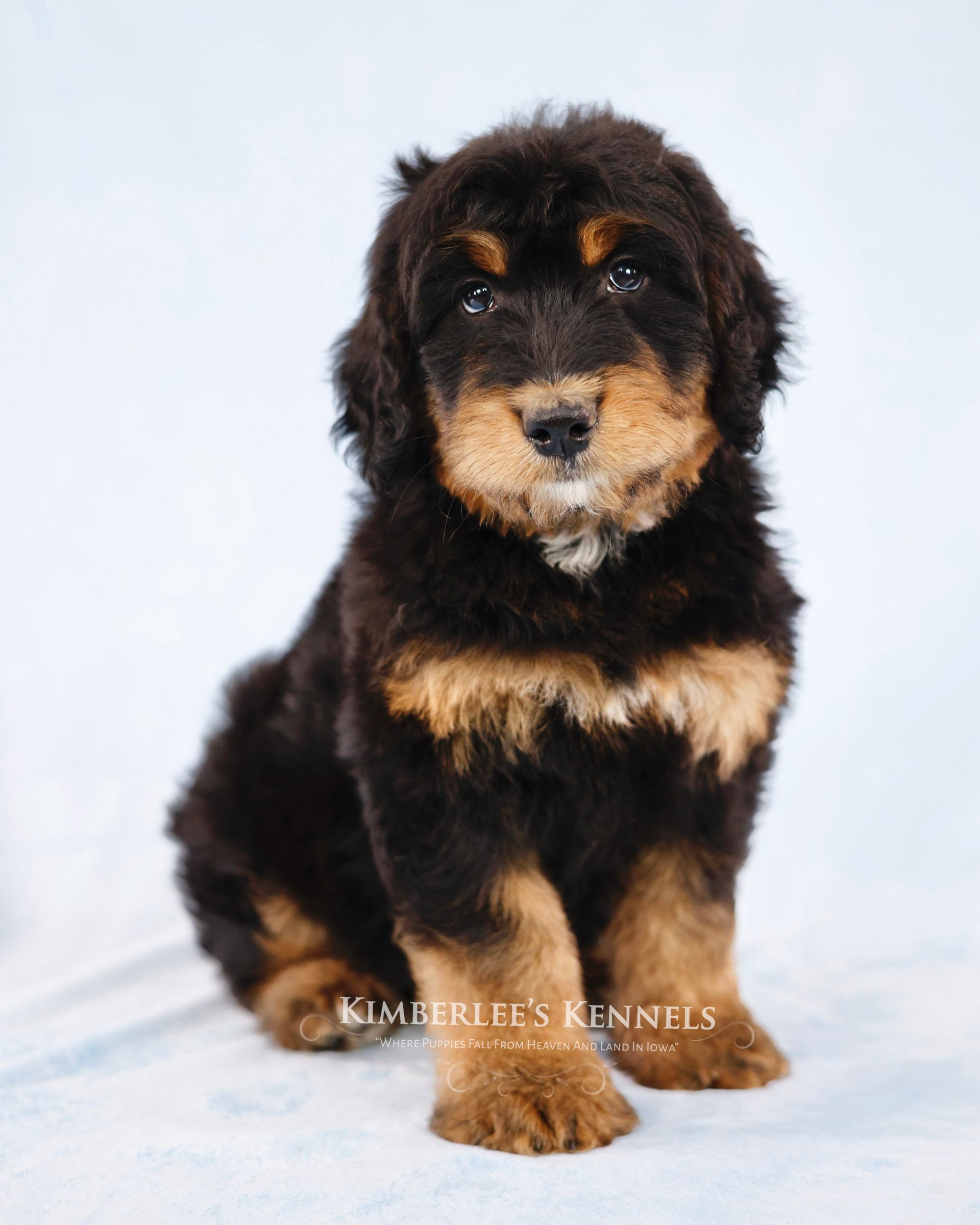 Five week old phantom standard bernedoodle puppy with a blue background