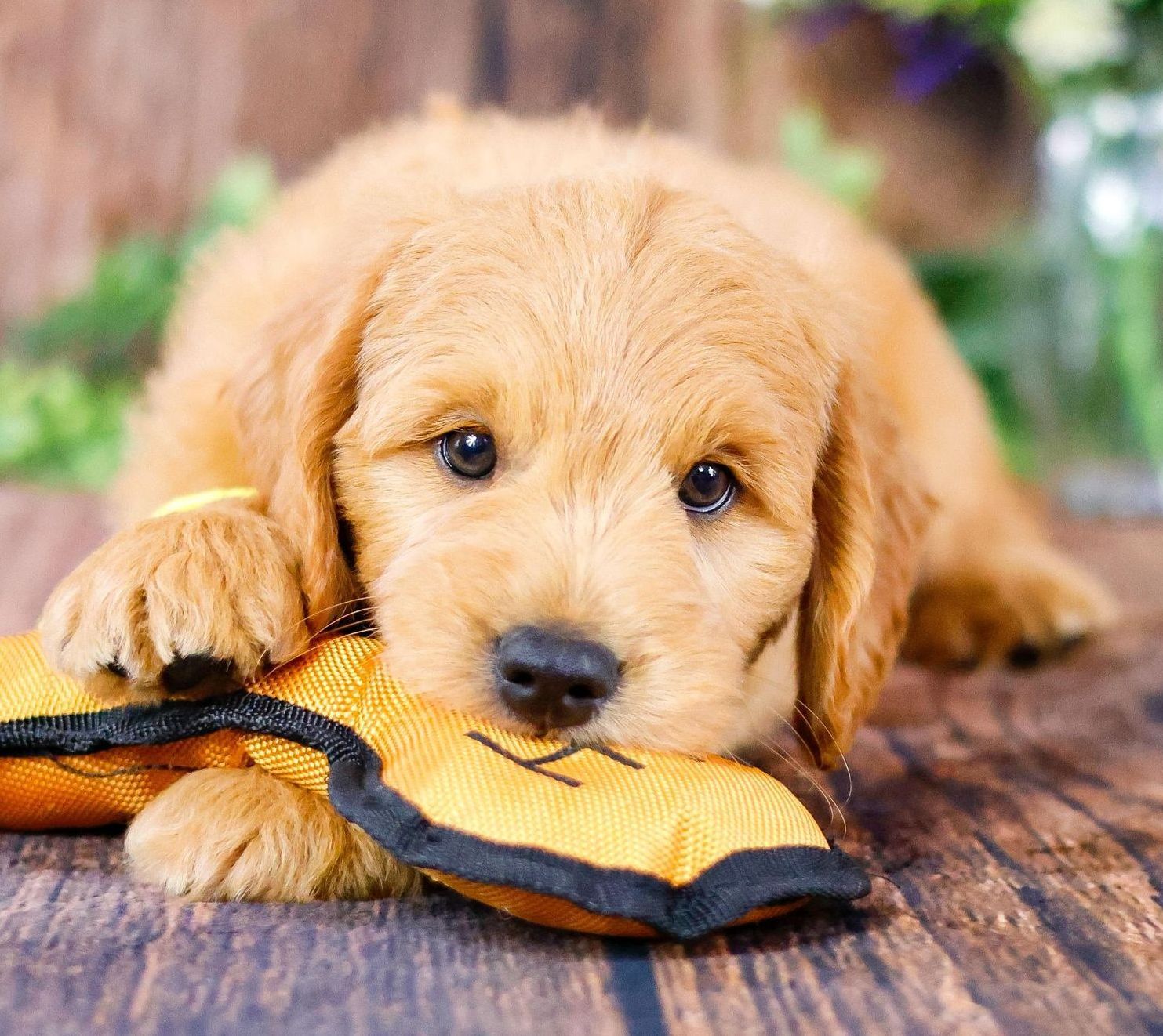 Miniature F1 englishdoodle puppy playing with a bumblebee toy