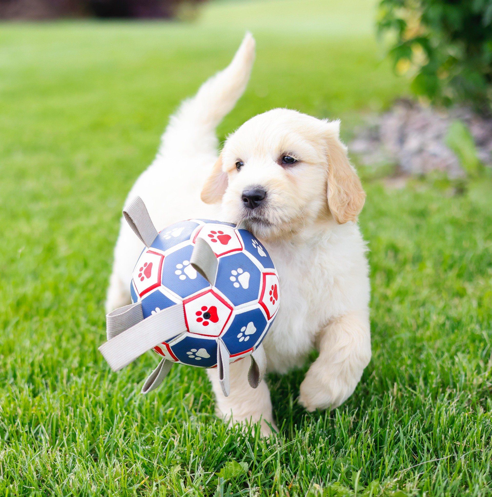 five week old cream colored englishdoodle playing outside with a ball