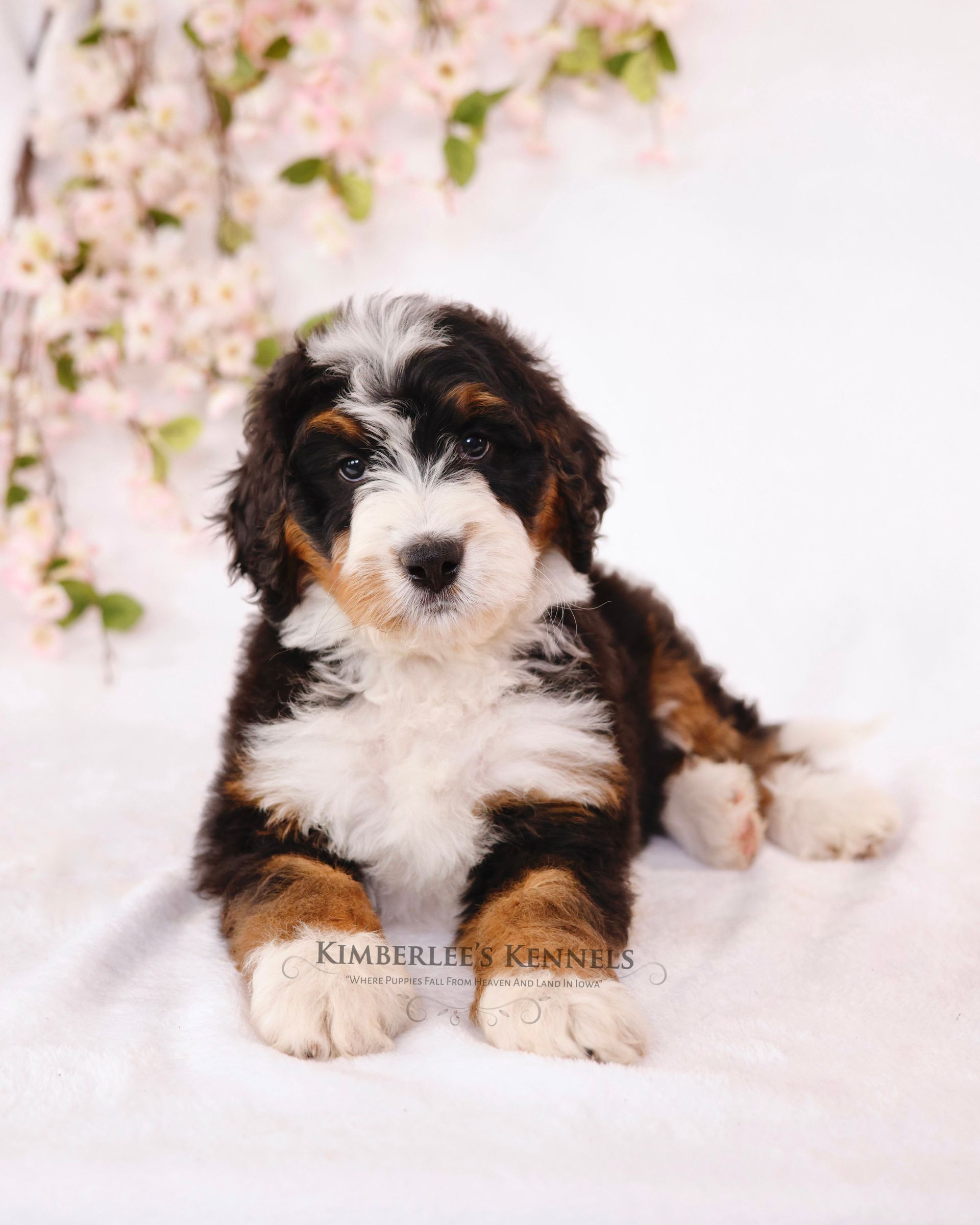 five week old tricolor bernedoodle puppy with cherry blossoms in the background