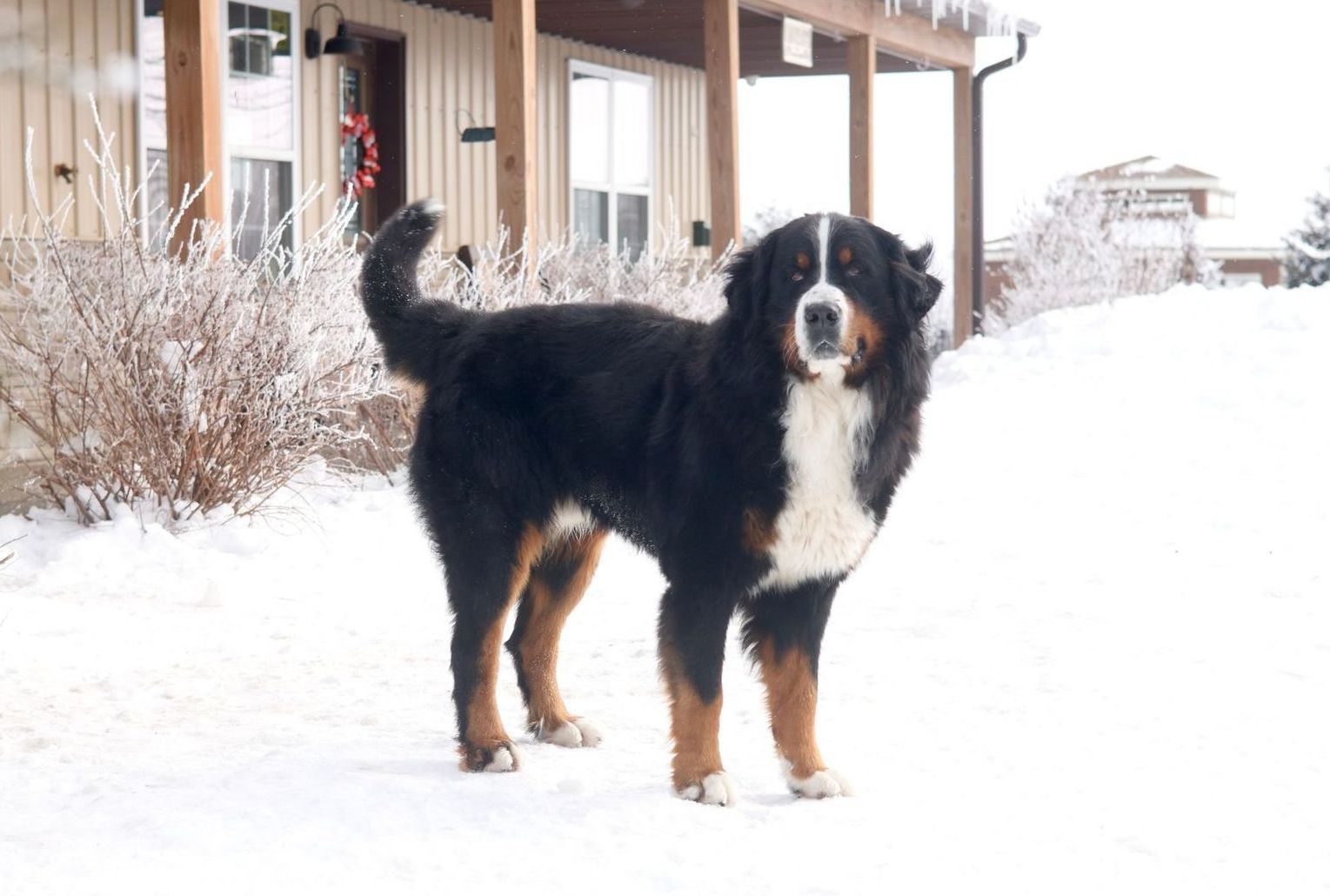 bernese mountain dog playing in the snow