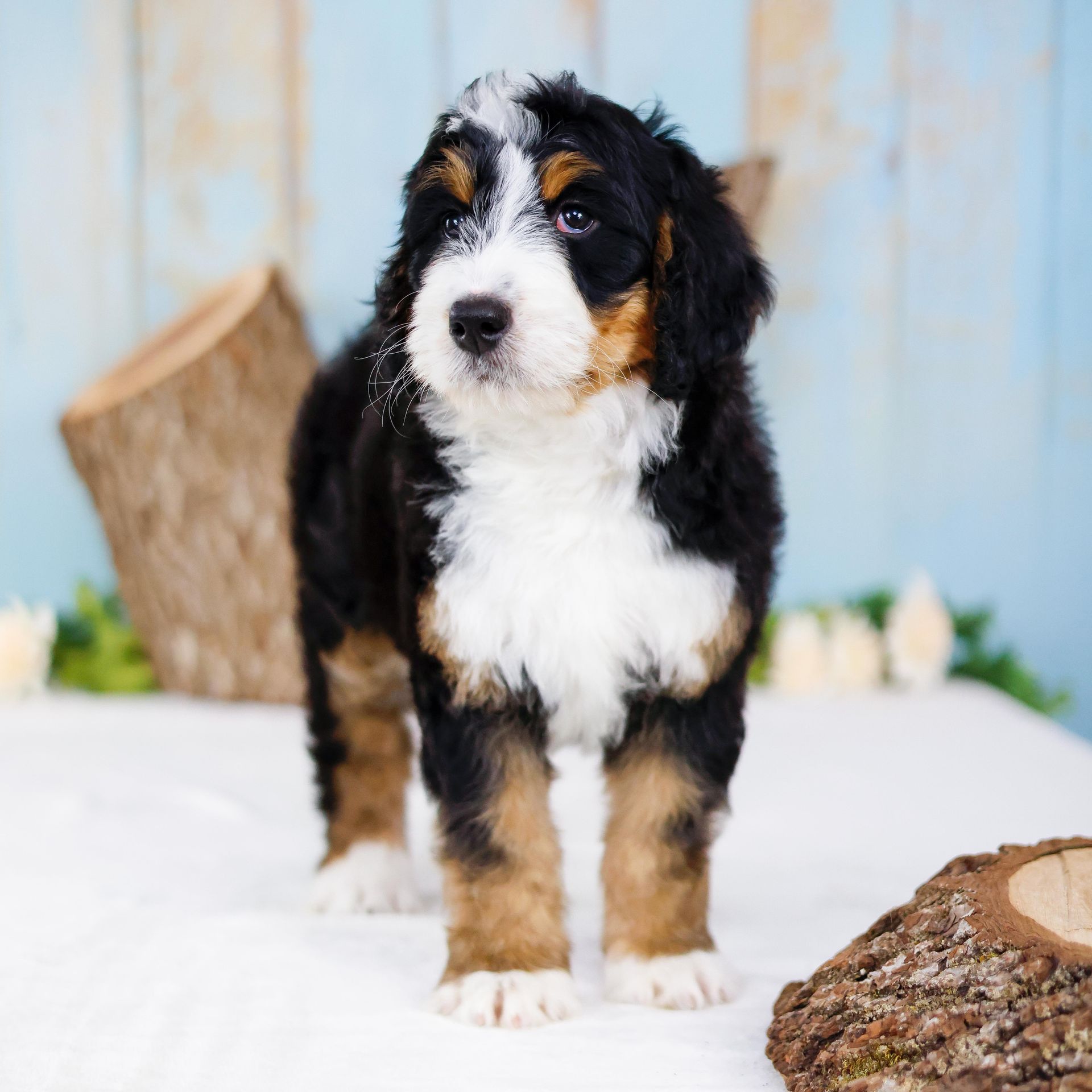five week old standard bernedoodle puppy standing in front of a blue wooden wall