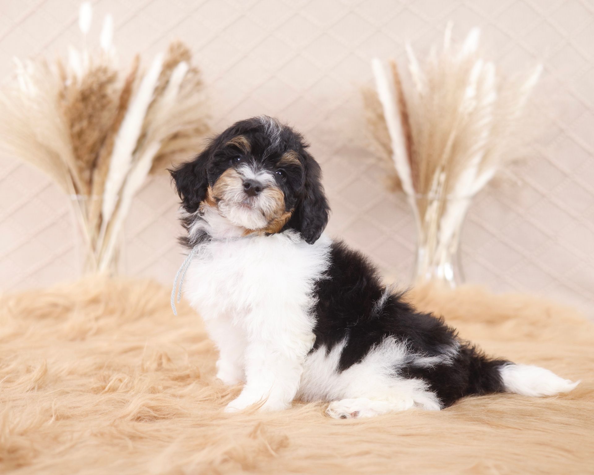 five week old miniature bernedoodle sitting on a fluffy blanket