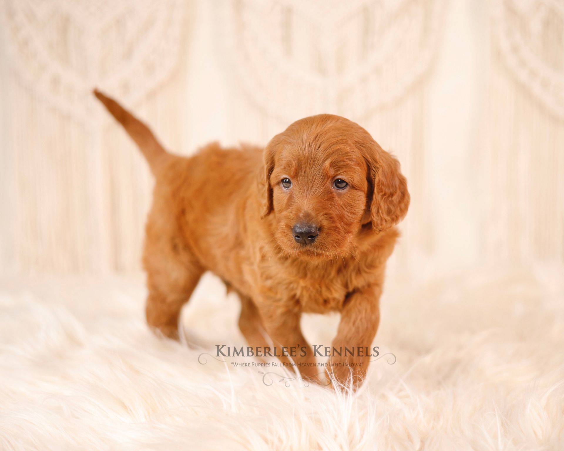 5 week old standard goldendoodle puppy with cream/white background