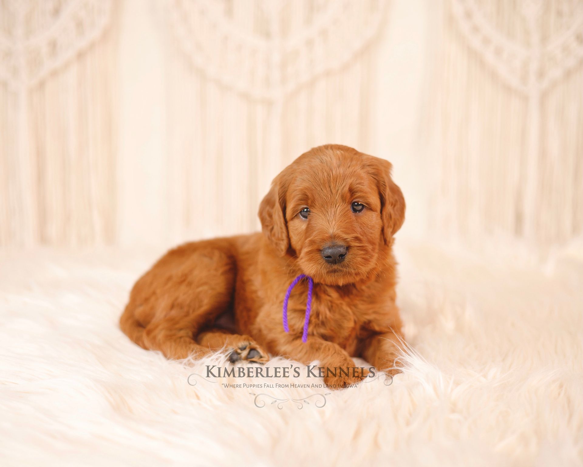 Five week old goldendoodle puppy with white/cream crochet background
