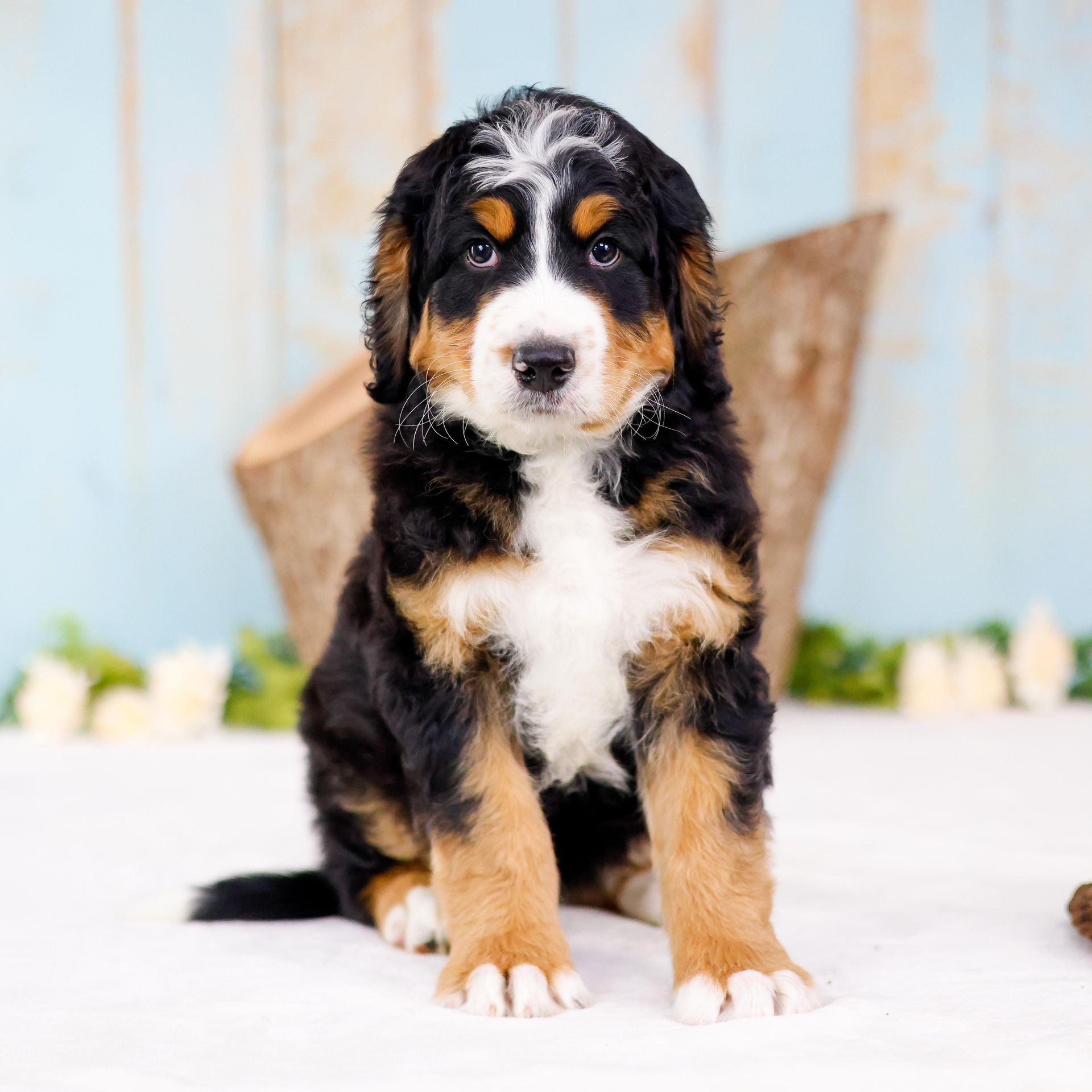 Tricolor 5 week old standard bernedoodle puppy sitting in front of a tree stump