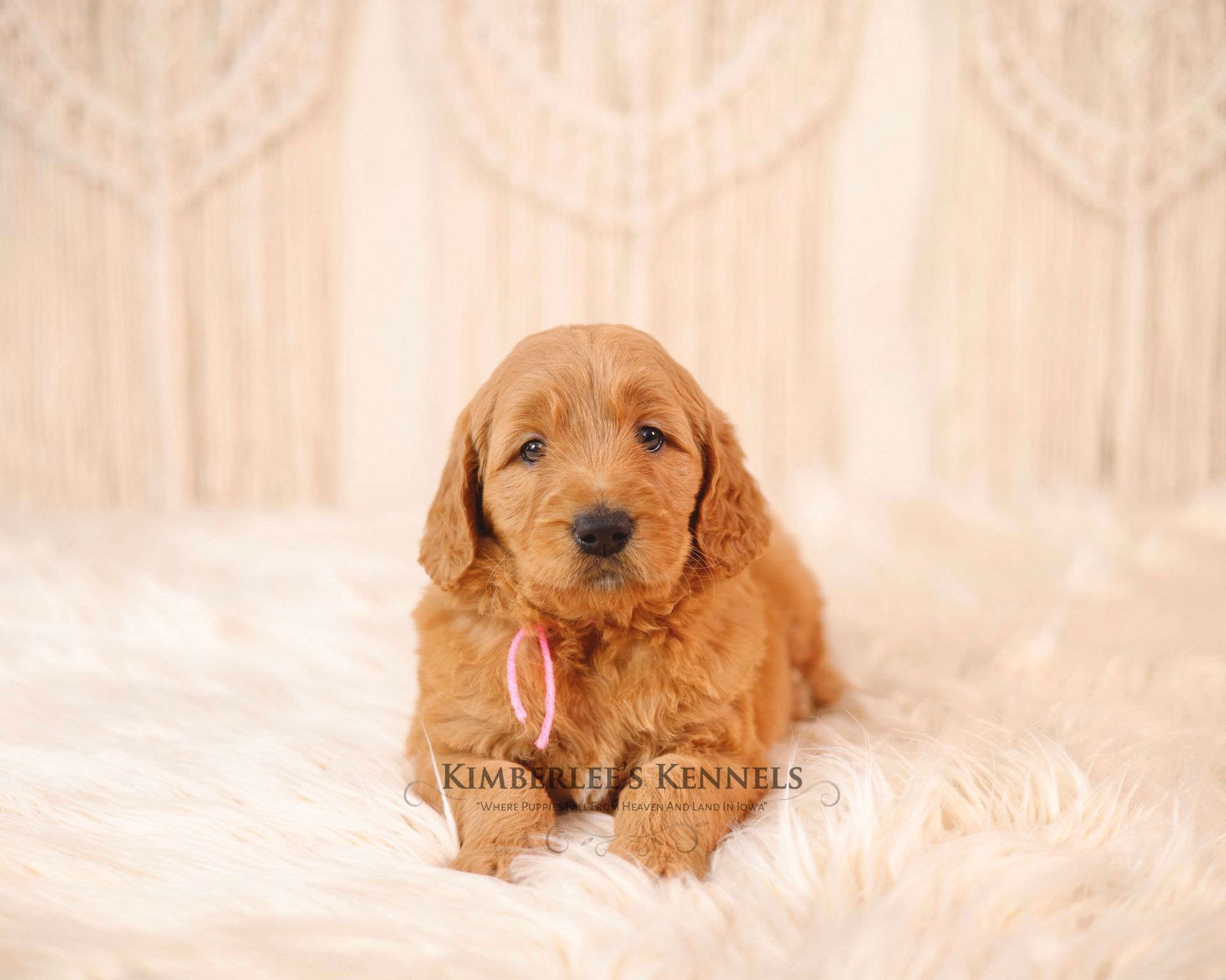 Five week old goldendoodle puppy with white background