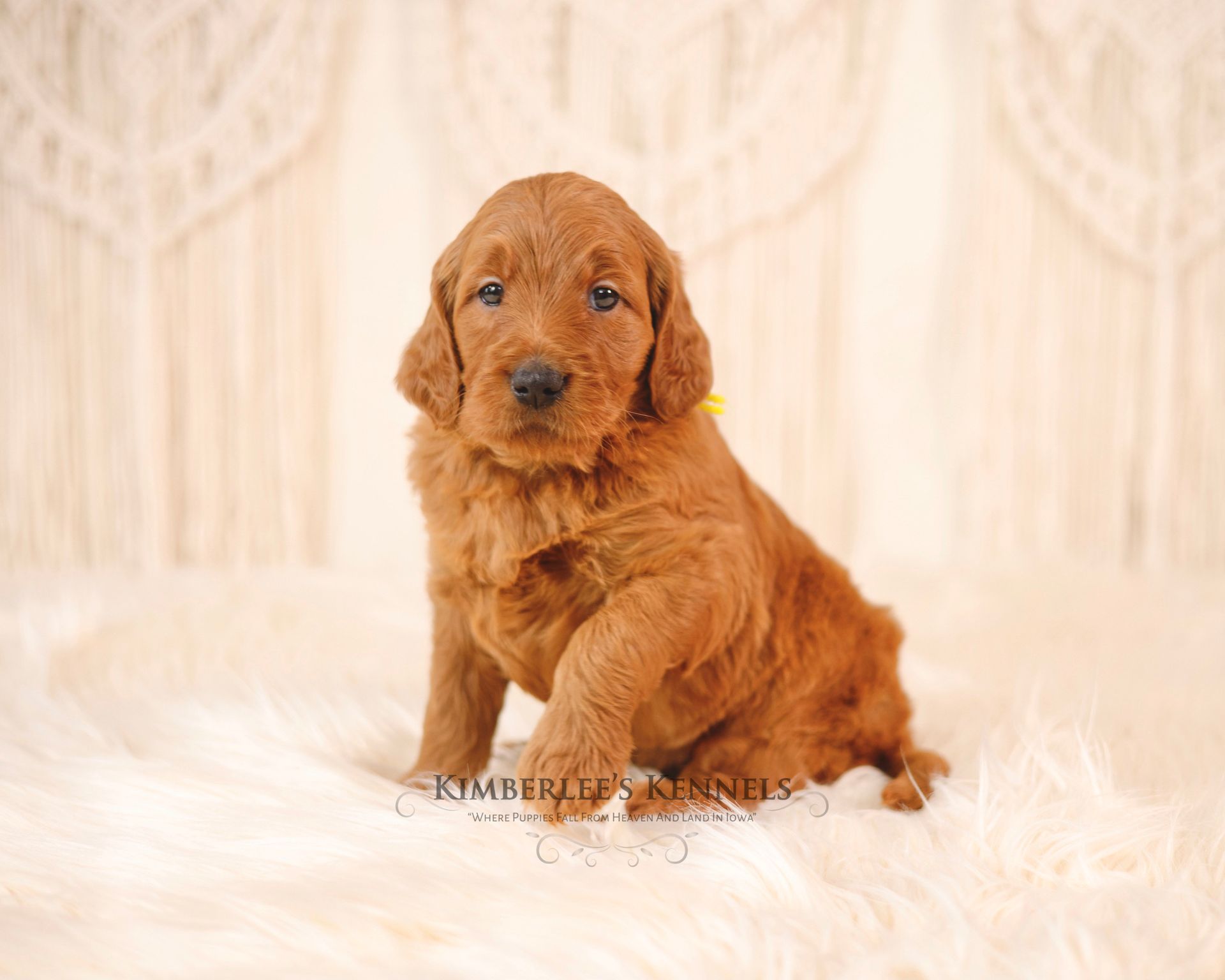 Standard F1 goldendoodle puppy with white background