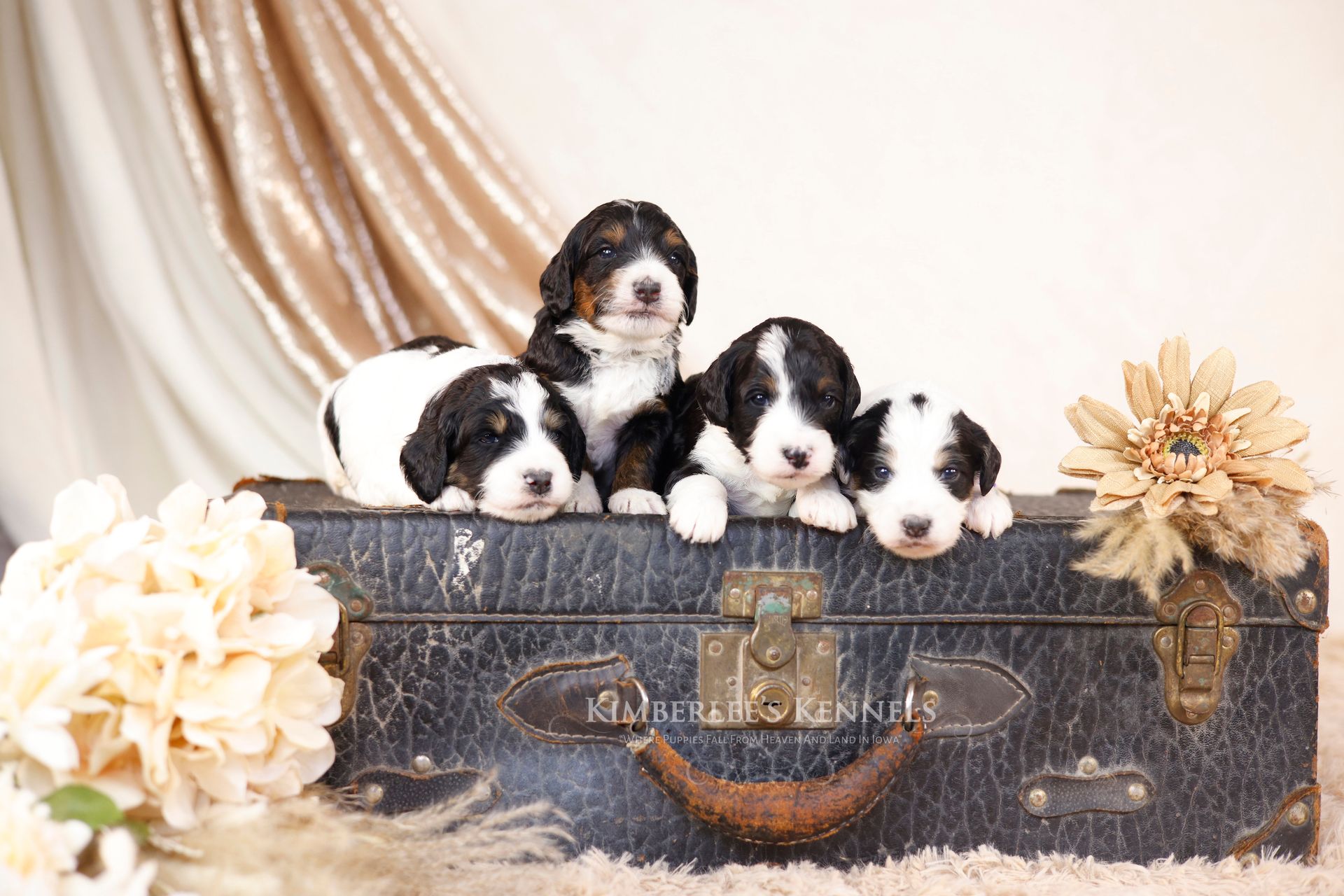 four three week old mini bernedoodles laying together on an old suitcase