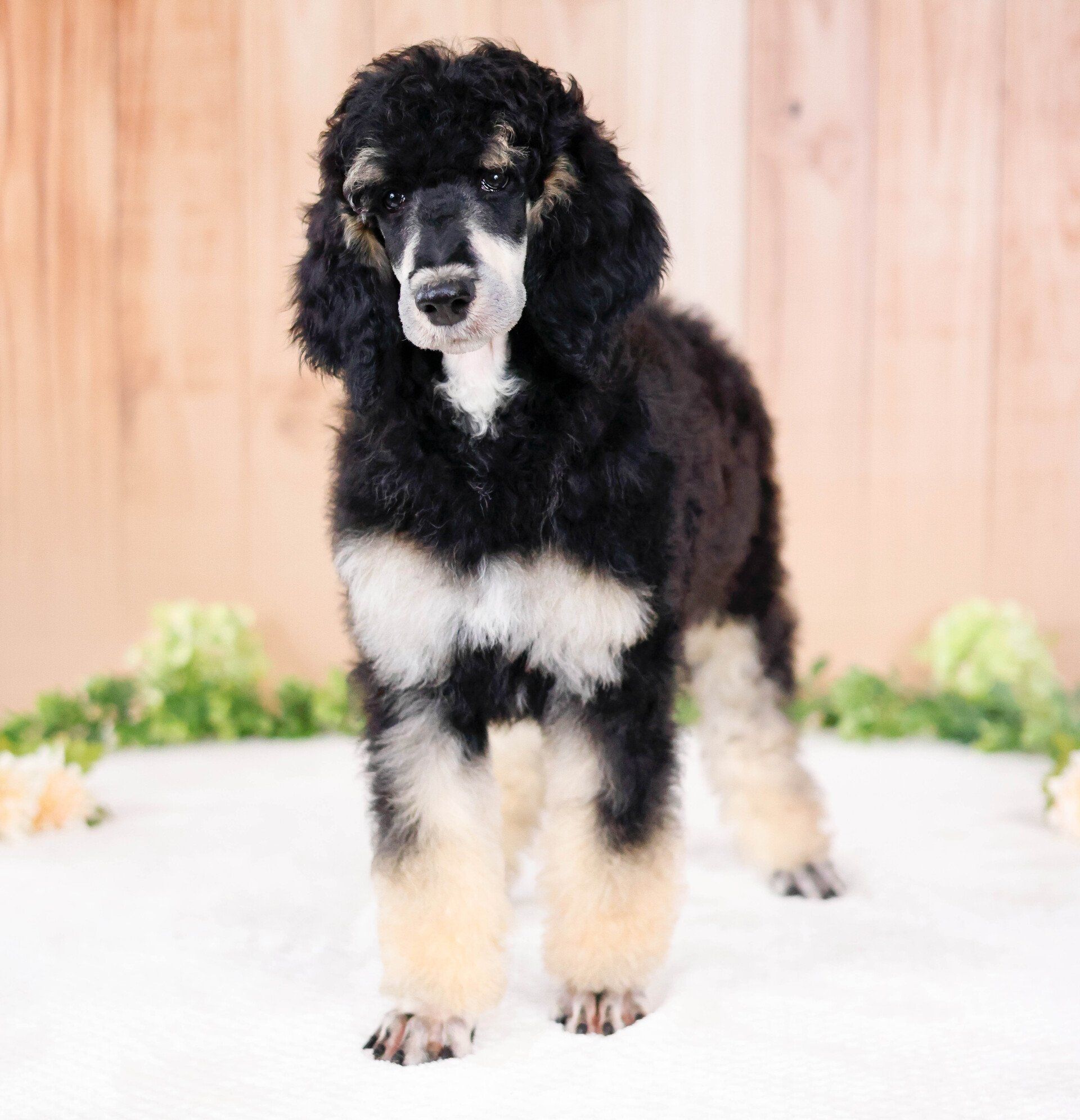 Black and white mini poodle posing in front of a wooden background