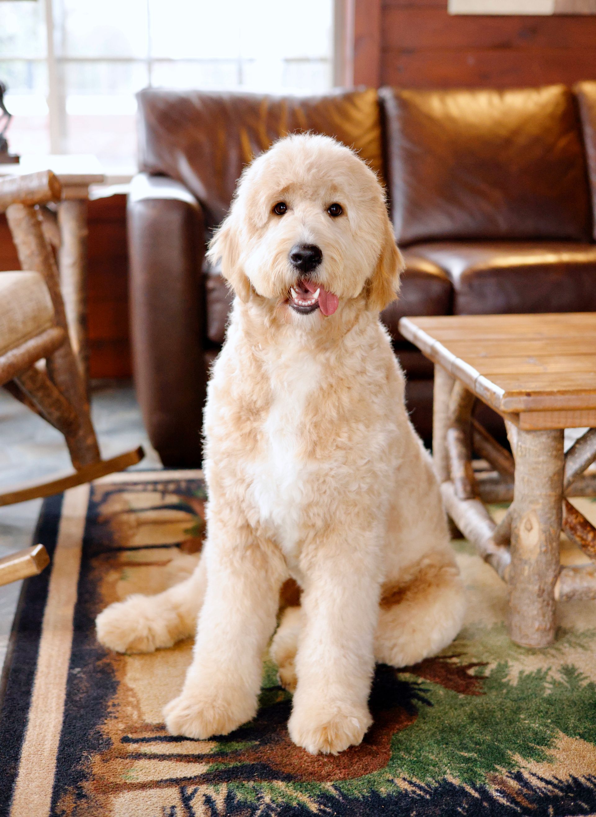 Adult englishdoodle with tongue hanging out of mouth