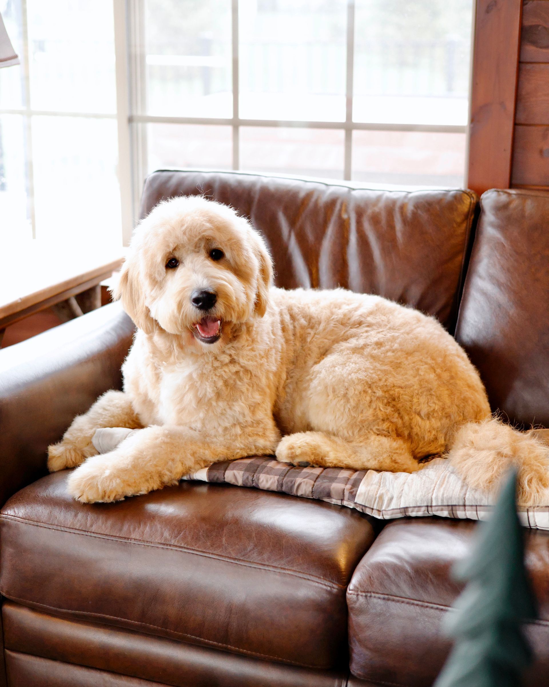 2 year old englishdoodle on brown couch