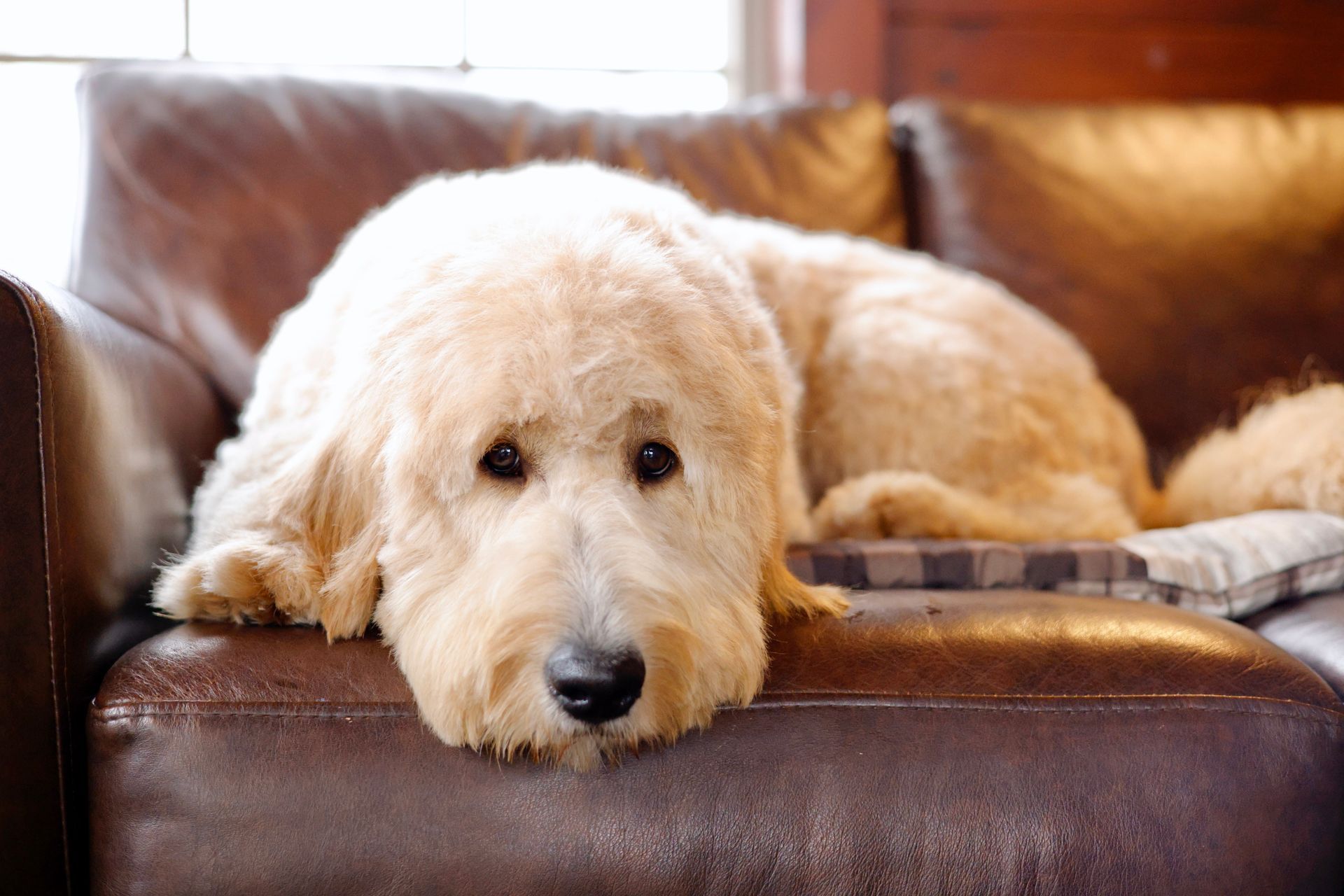 Englishdoodle dog resting on couch
